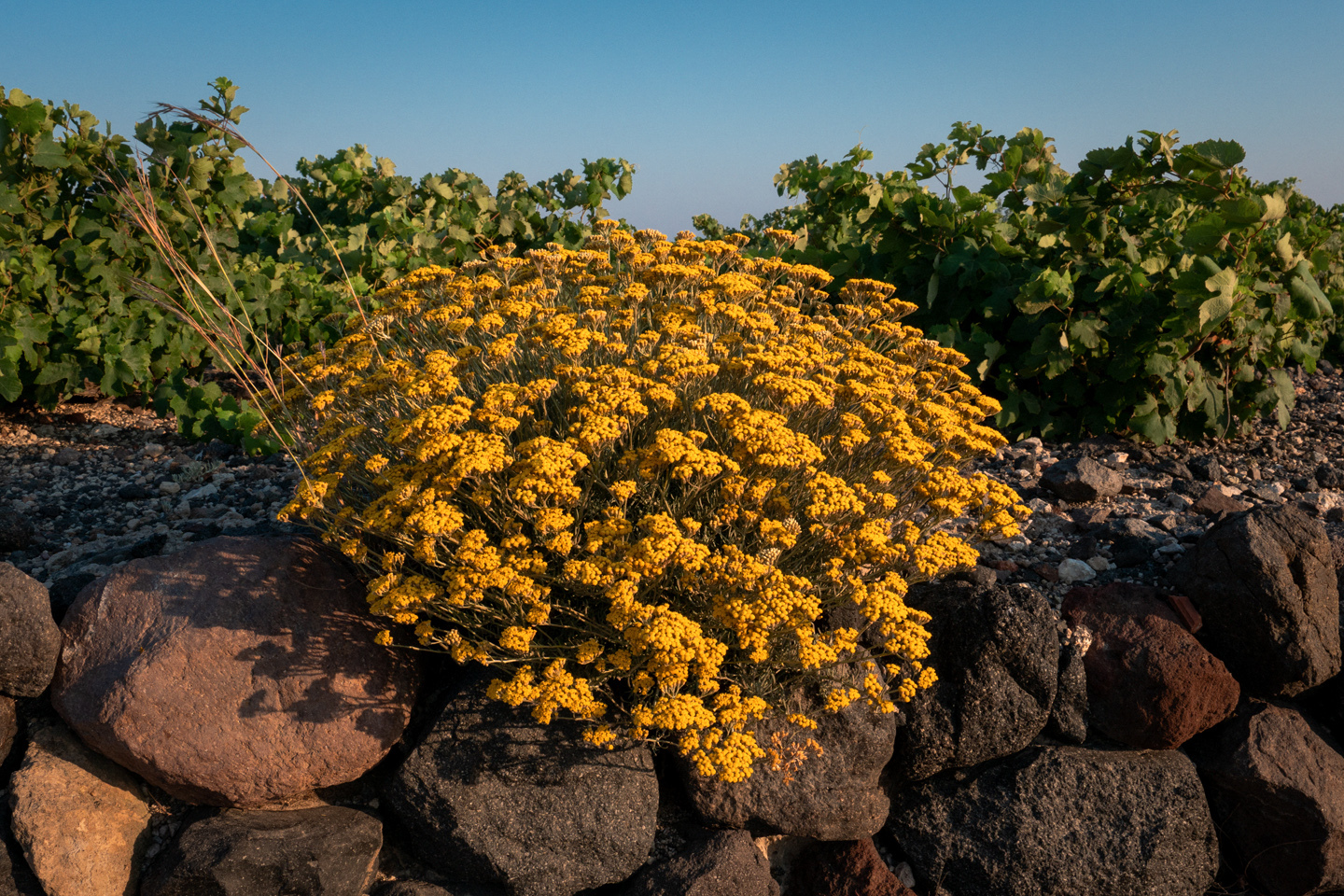 santorini-ta-entos-topia__63_