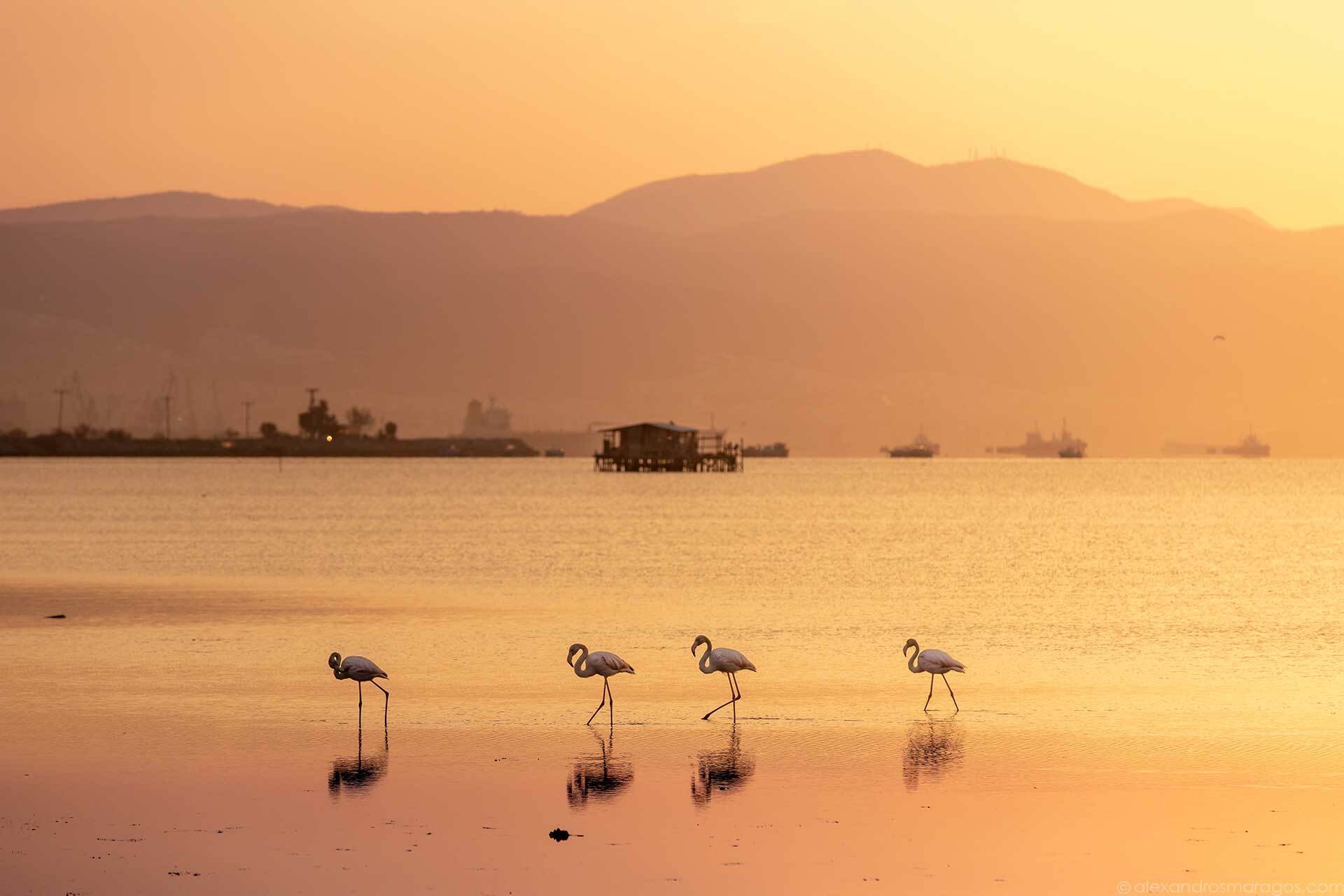 alexandros-maragos-flamingos-in-thessaloniki.jpg