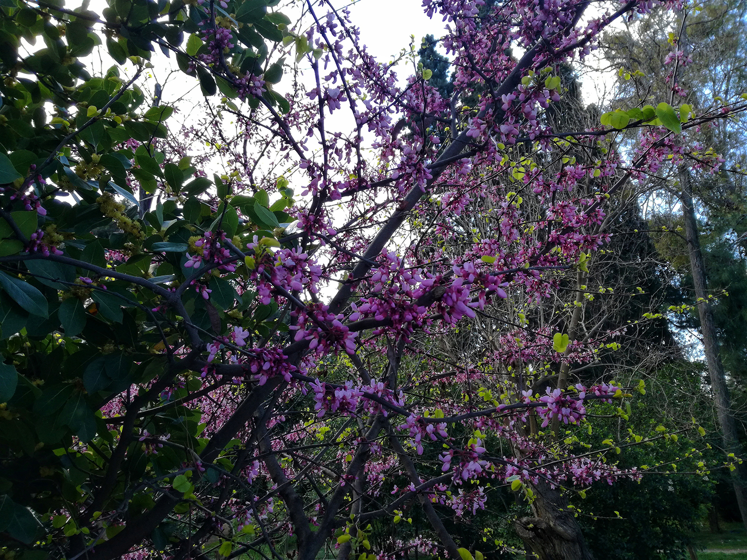 κουτσουπιά