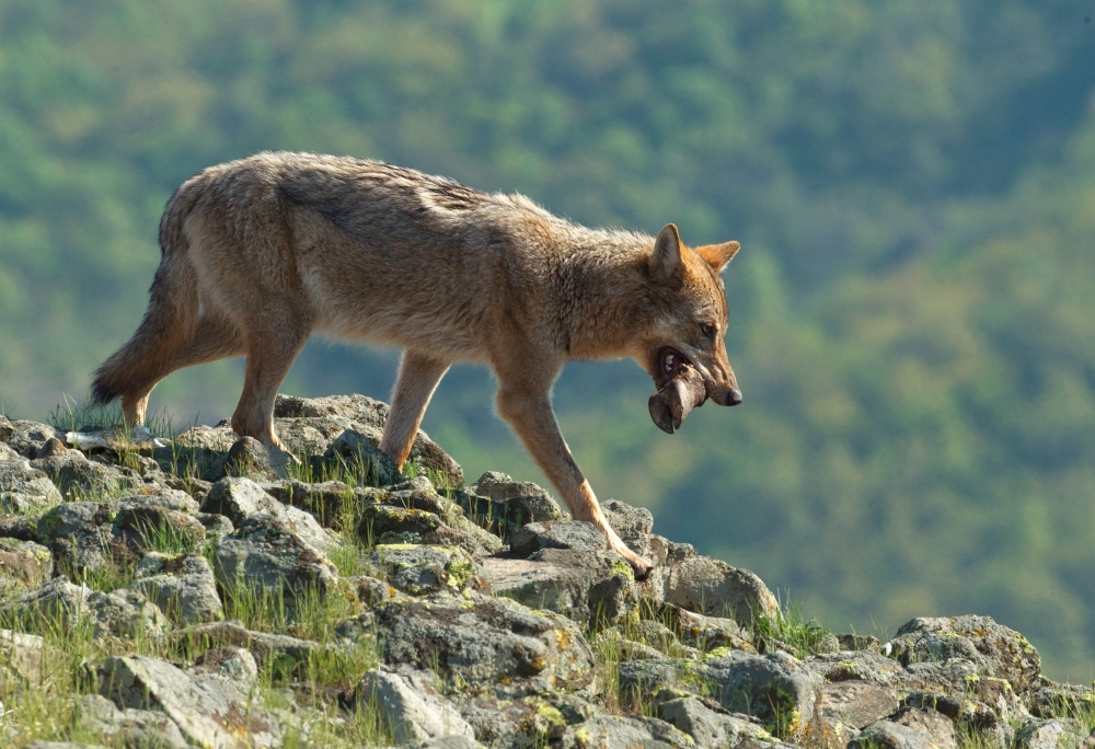 Λύκος από το φωτογραφικό αρχείο της ΕΕΠΦ