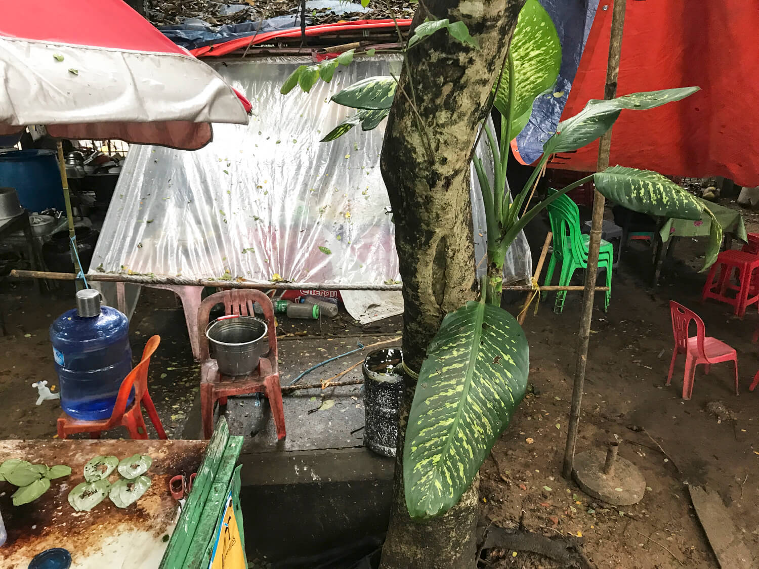 Μιανμάρ, Abby Robinson