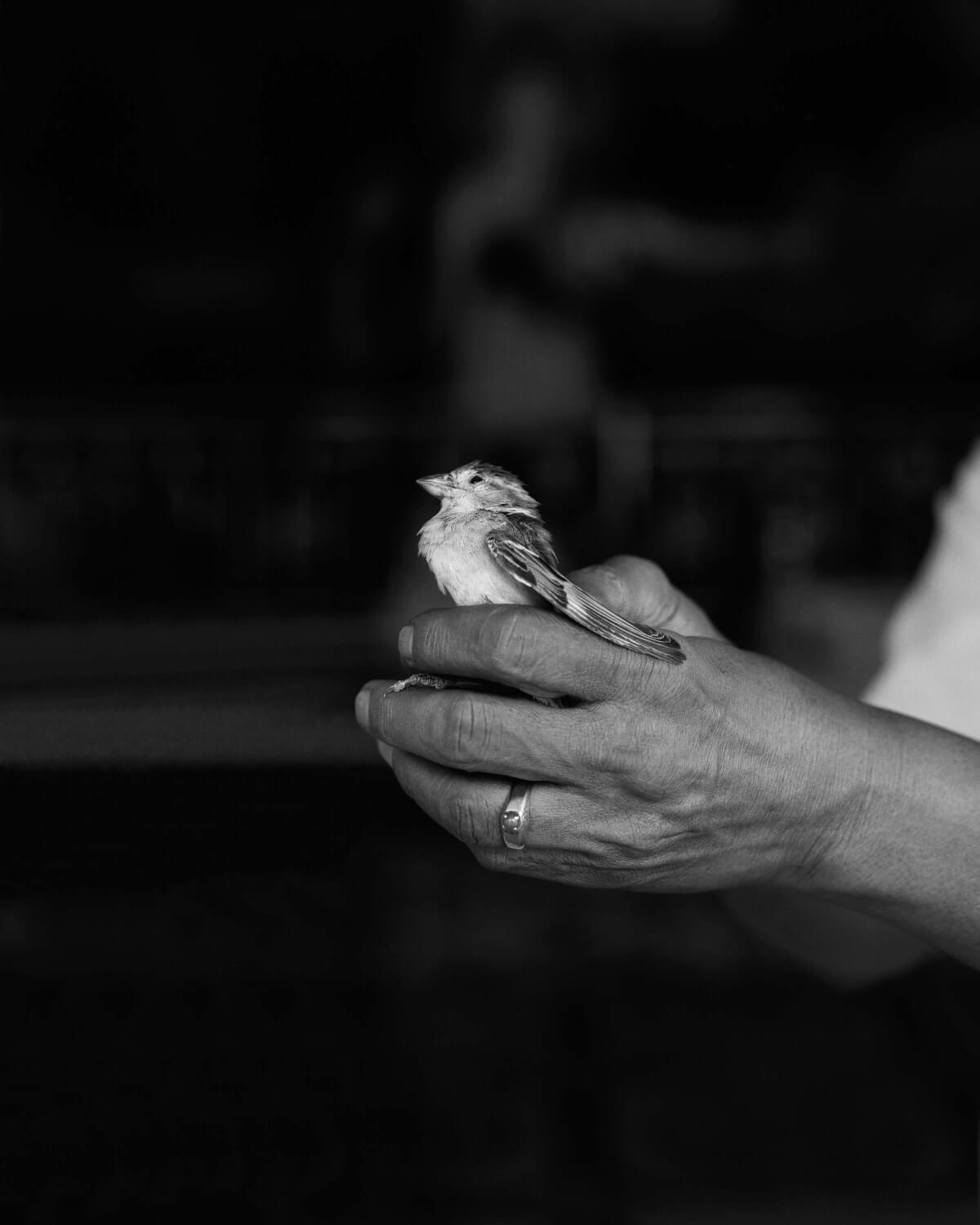 Μιανμάρ, Flavio Montrone 