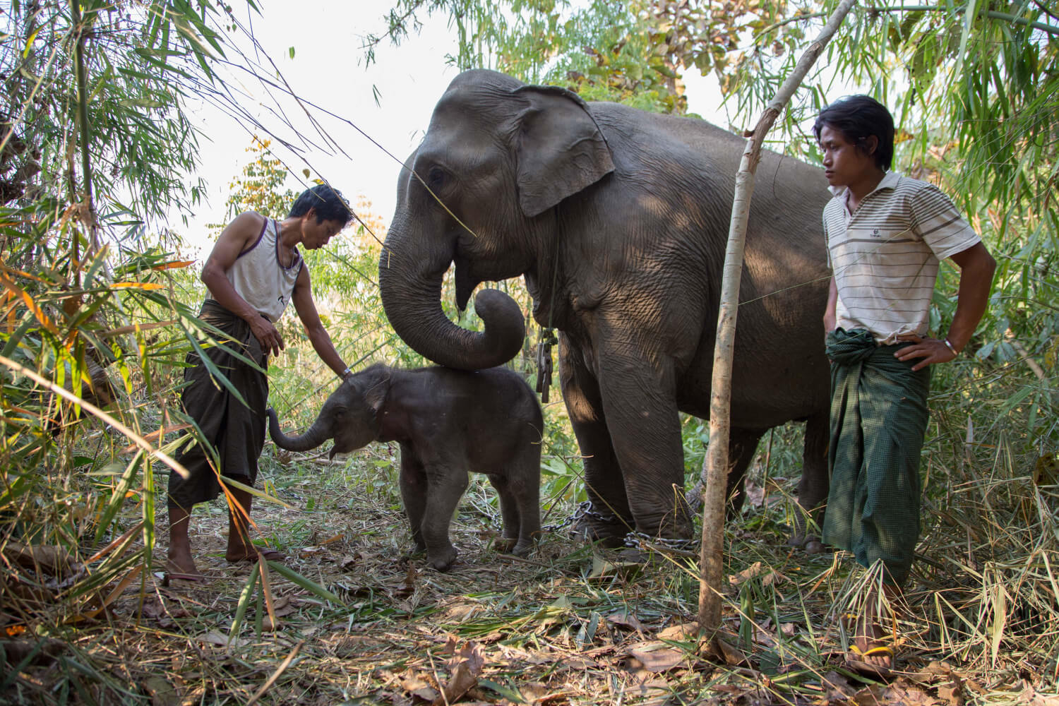 Μιανμάρ, Molly Ferrill 