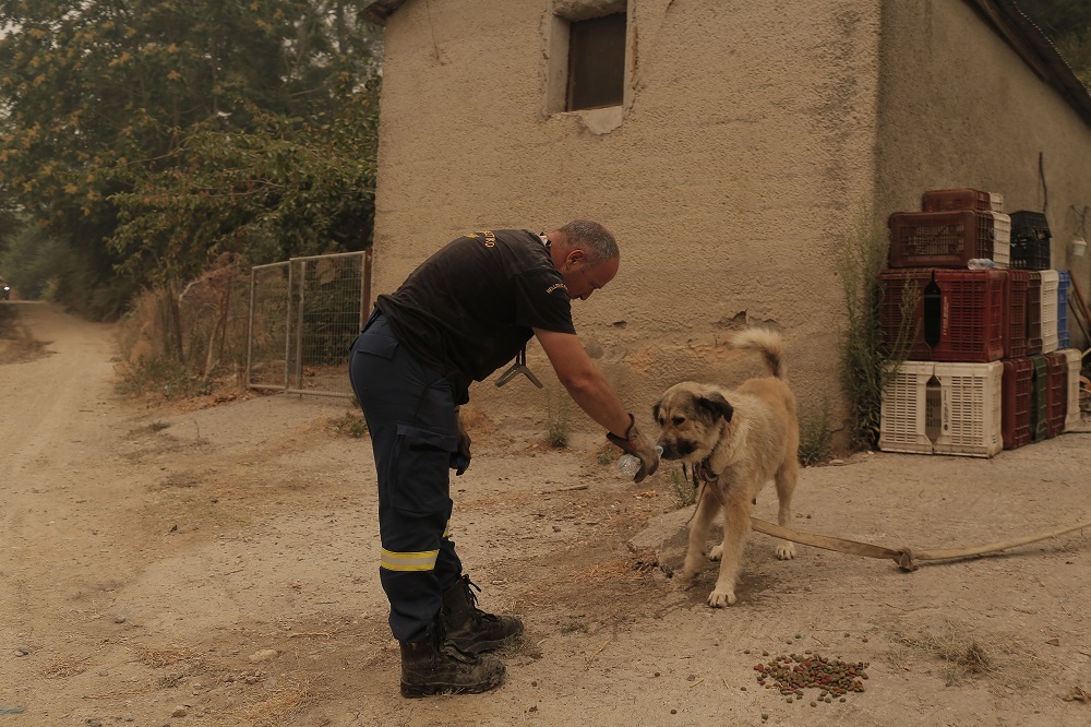 Ένας πυροσβέστης προσφέρει λίγο νερό σε ένα σκύλο στην Εύβοια.  