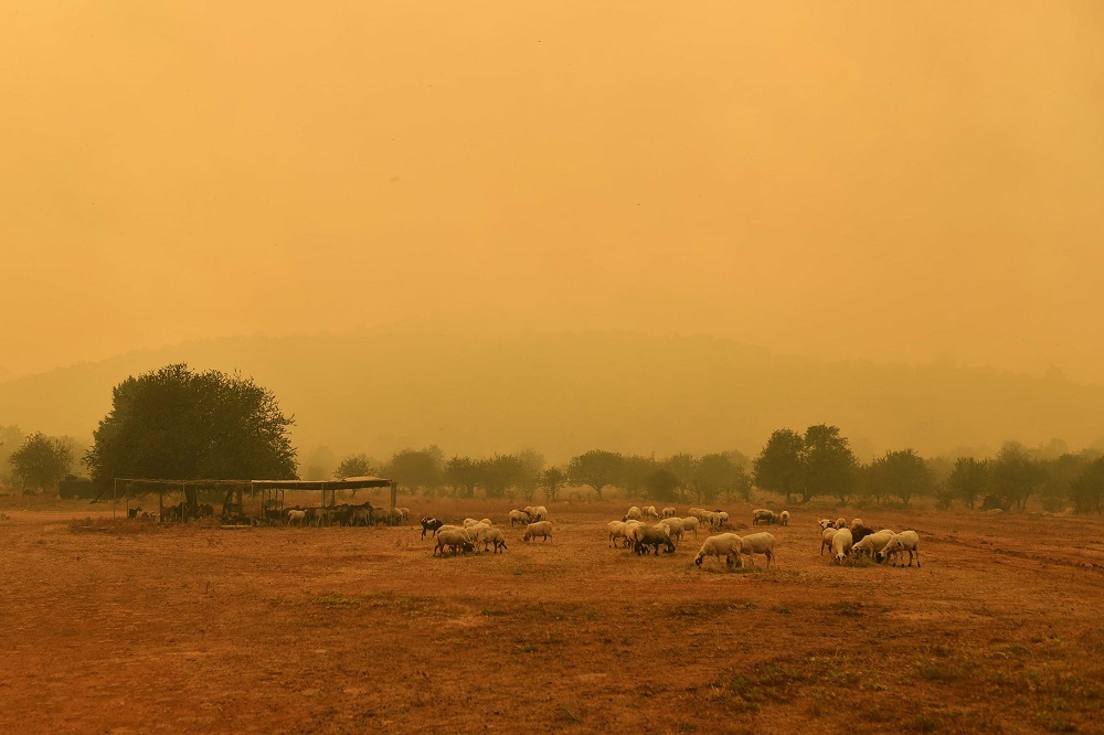 Πρόβατα βόσκουν μέσα σε ομιχλώδες τοπίο από τον καπνό κατά τη διάρκεια της πυρκαγιάς που μαίνεται στην περιοχή της Τσακώνας στη Μεσσηνία.
