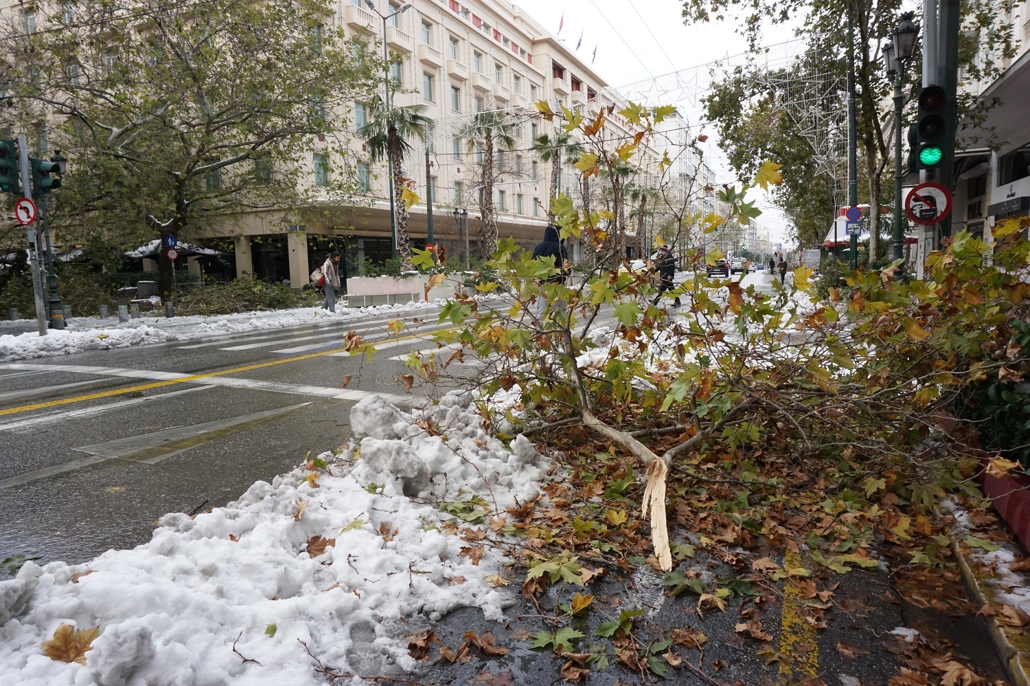 Σπασμένο δέντρο.