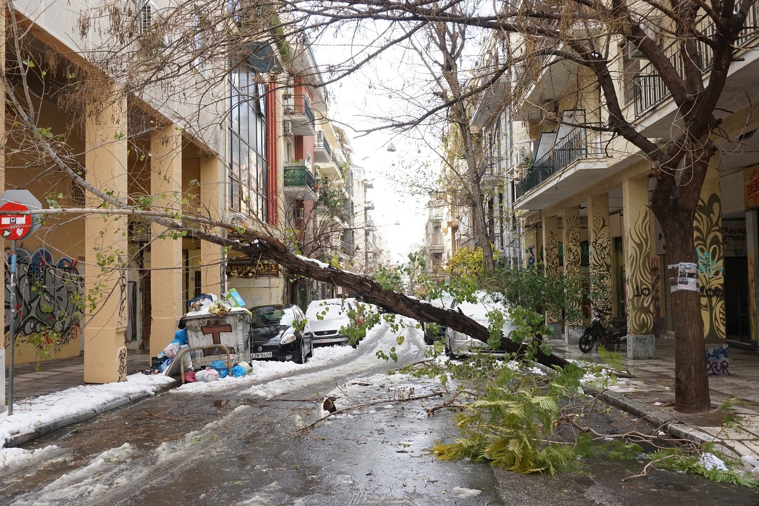 Πεσμένο δέντρο επί της οδού Σολωμού.