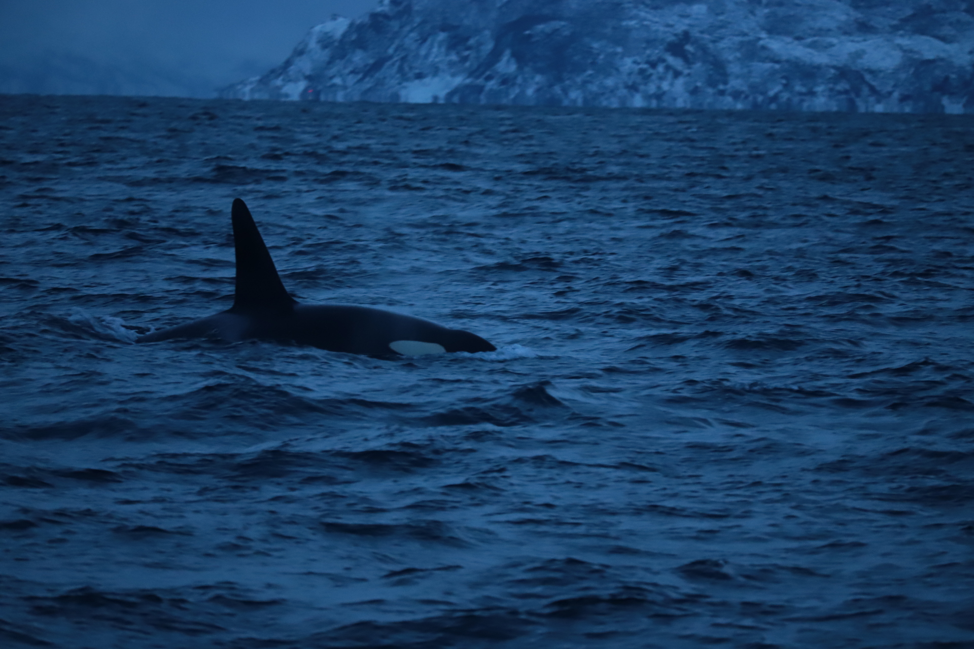 Κολύμπι με φάλαινες