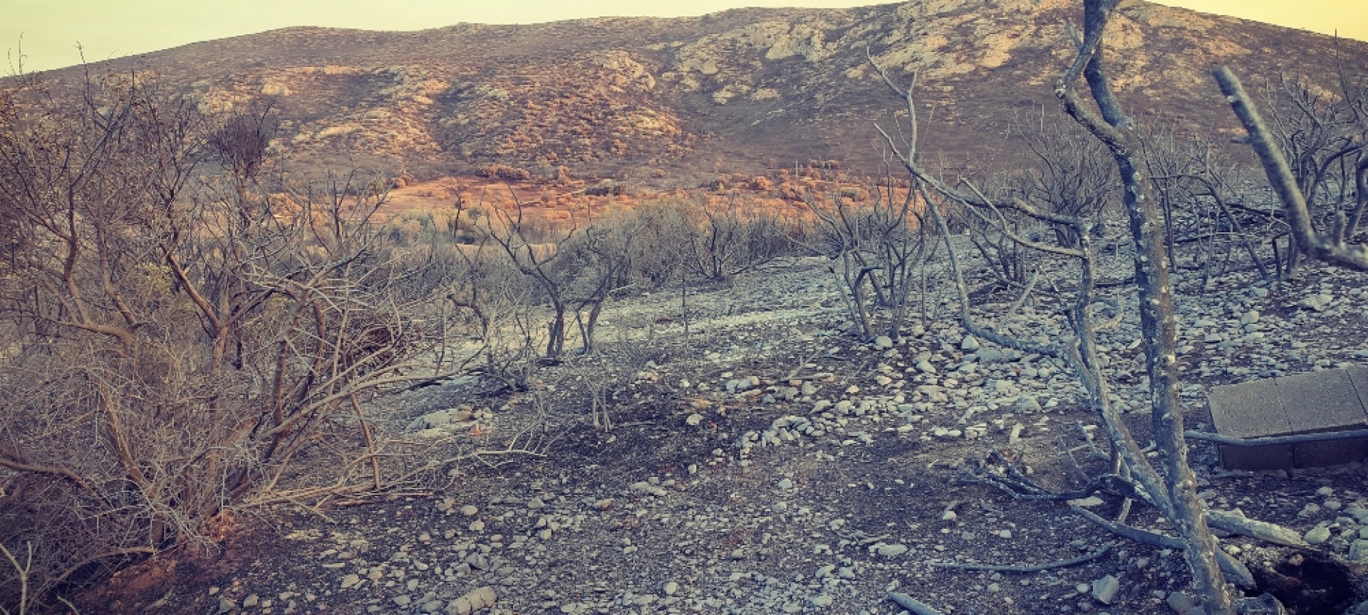 Ψάχνοντας με την Anima και τη Save Your Hood άγρια ζώα στα καμένα 