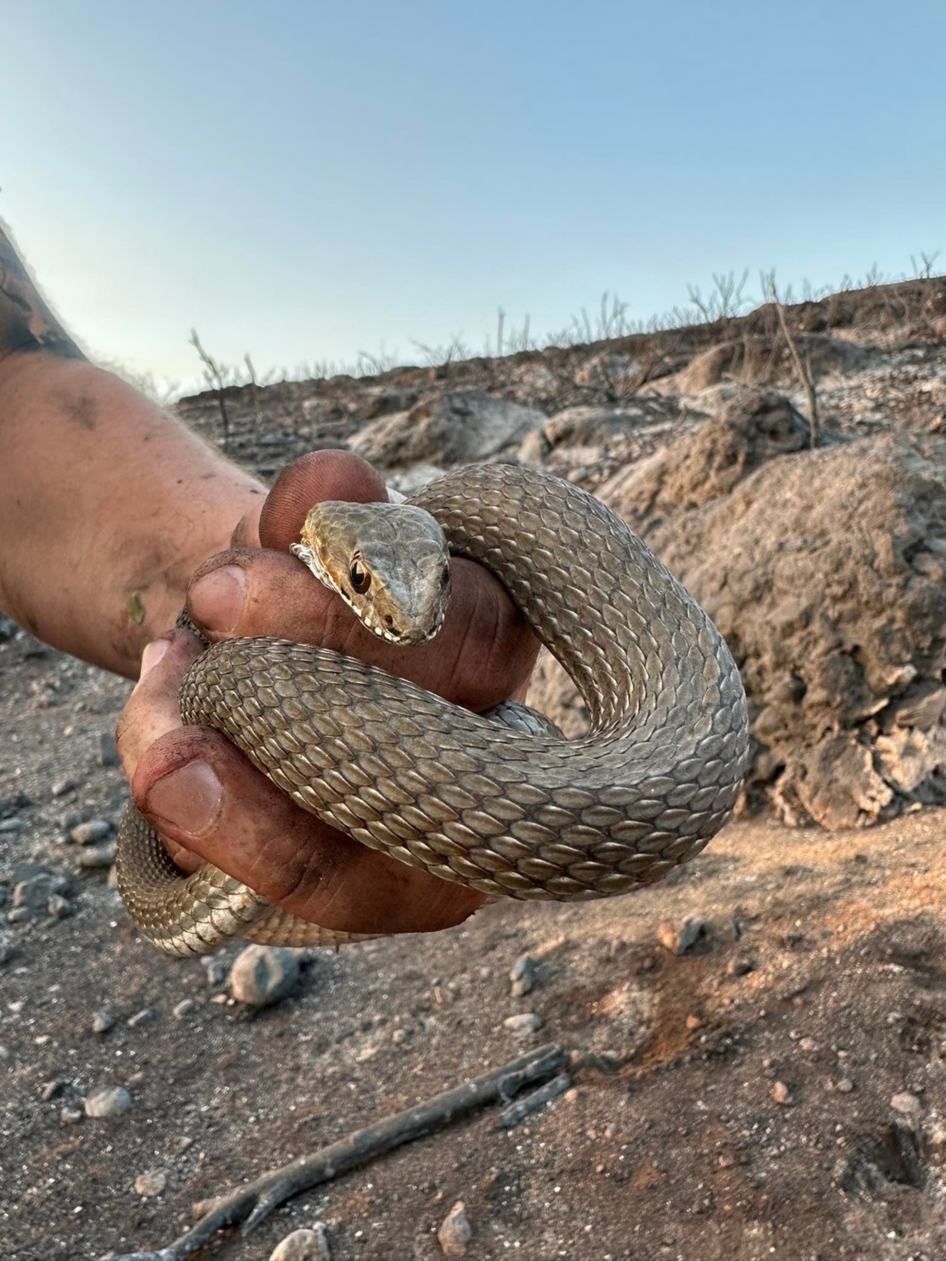Ένα από τα δύο φίδια που διέσωσαν από την ομάδα με επικεφαλής τους εθελοντές της Anima