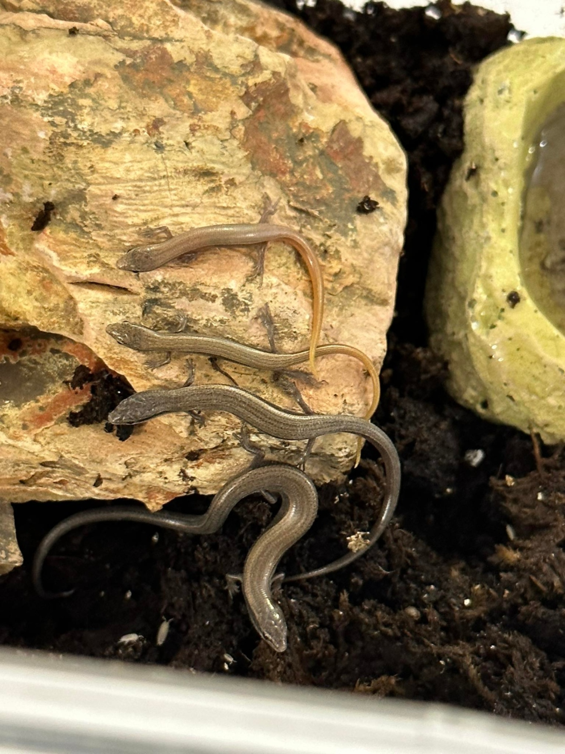 Ένα από τα δύο φίδια που διέσωσαν από την ομάδα με επικεφαλής τους εθελοντές της Anima