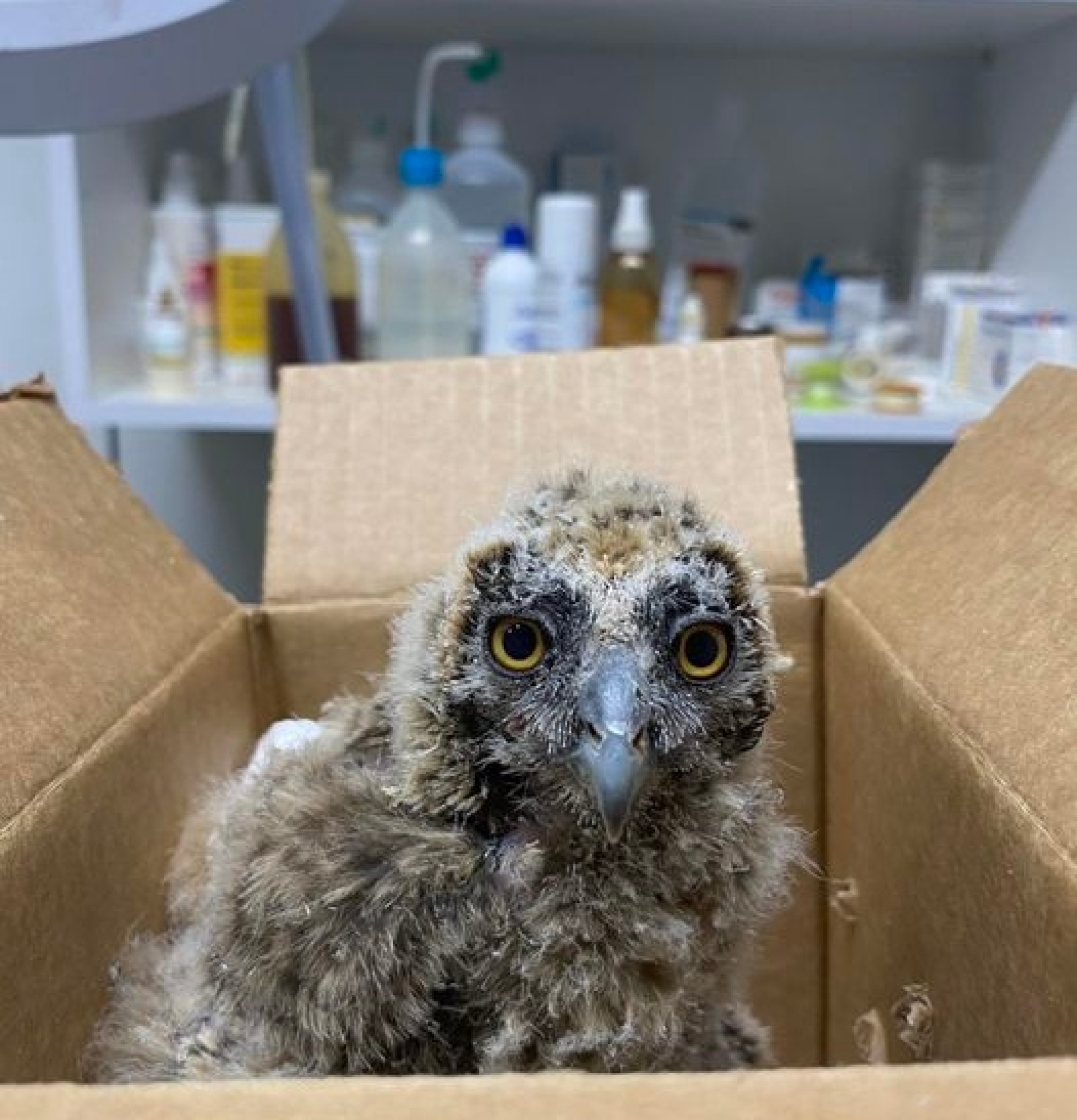 Anima - Σύλλογος Προστασίας και Περίθαλψης Άγριας Ζωής