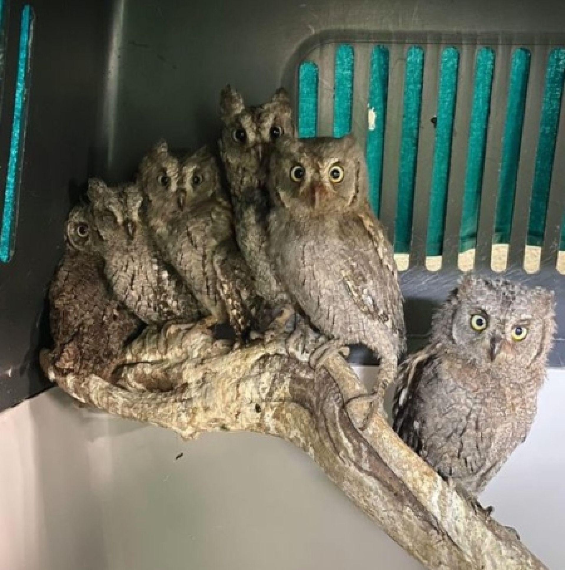 Anima - Σύλλογος Προστασίας και Περίθαλψης Άγριας Ζωής