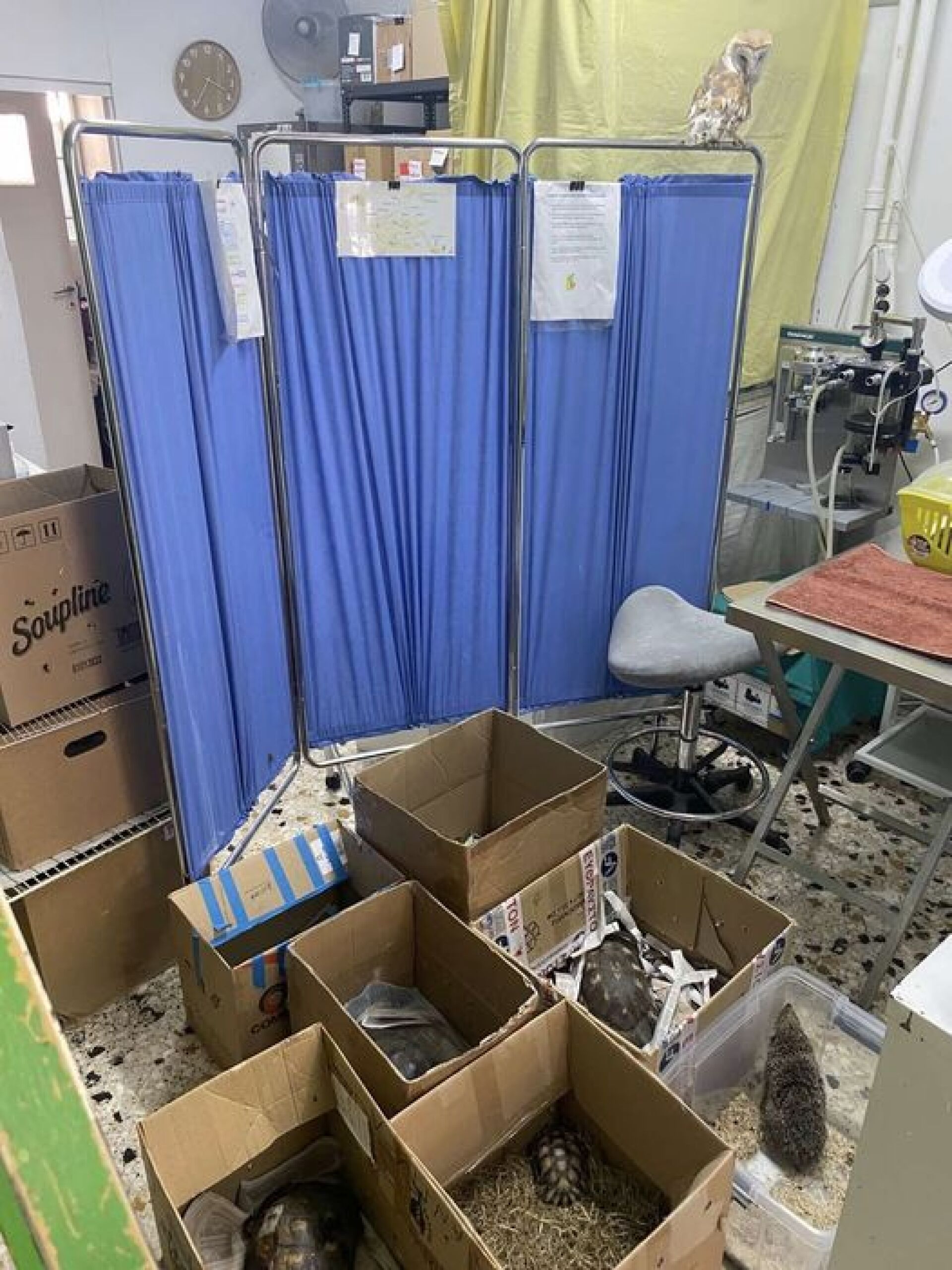 Anima - Σύλλογος Προστασίας και Περίθαλψης Άγριας Ζωής