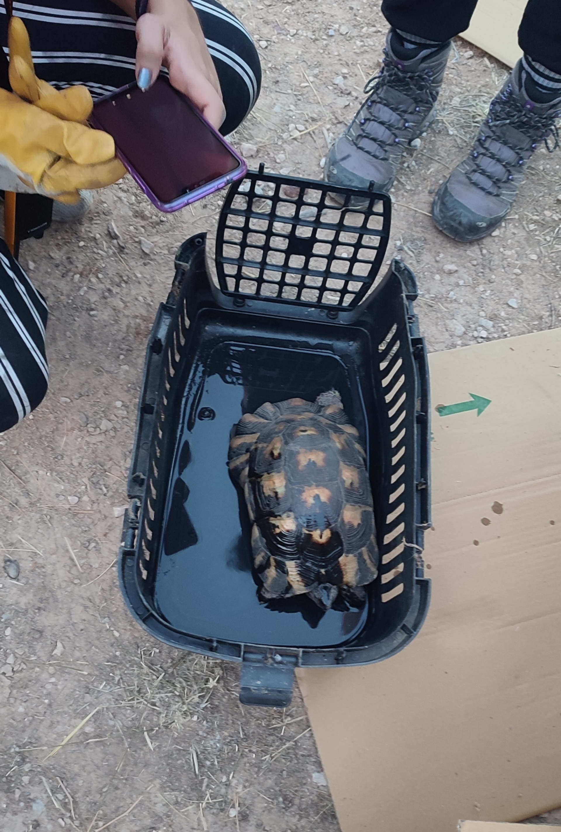 Ψάχνοντας με την Anima και τη Save Your Hood άγρια ζώα στα καμένα 