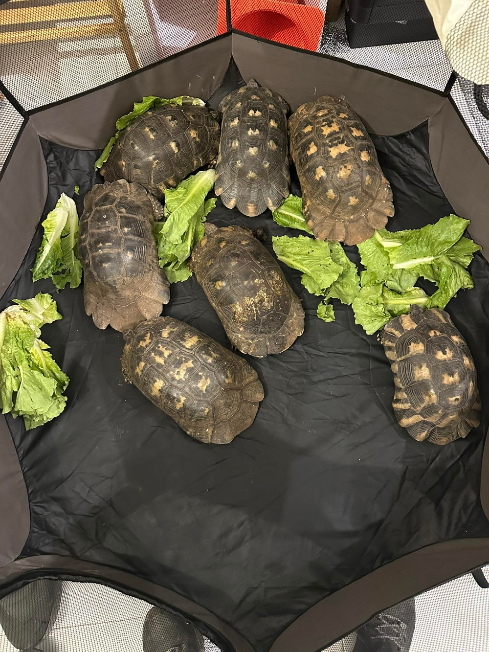 Ψάχνοντας με την Anima και τη Save Your Hood άγρια ζώα στα καμένα 