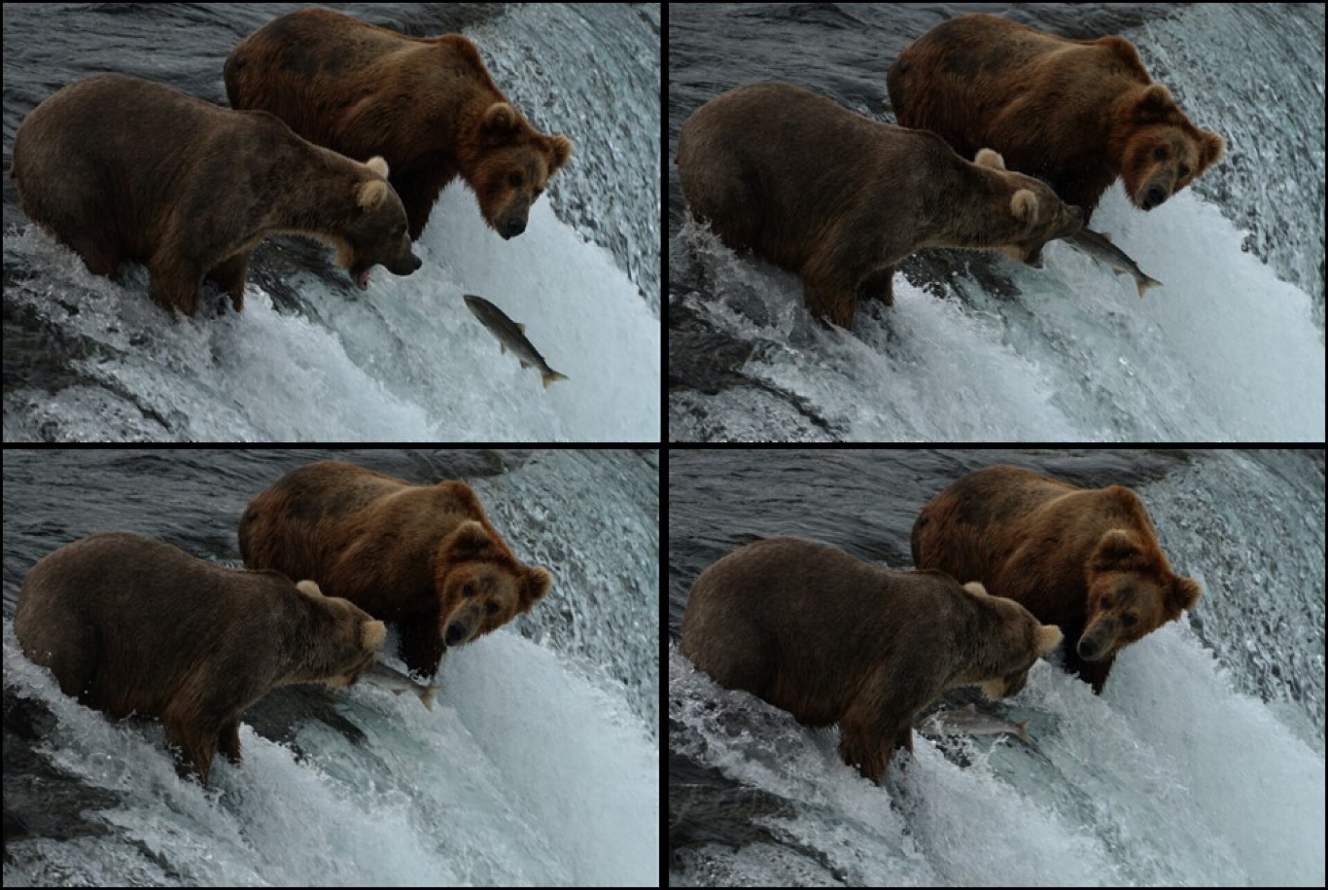 Κατμάι: Το παρθένο βασίλειο της «παχιάς αρκούδας»