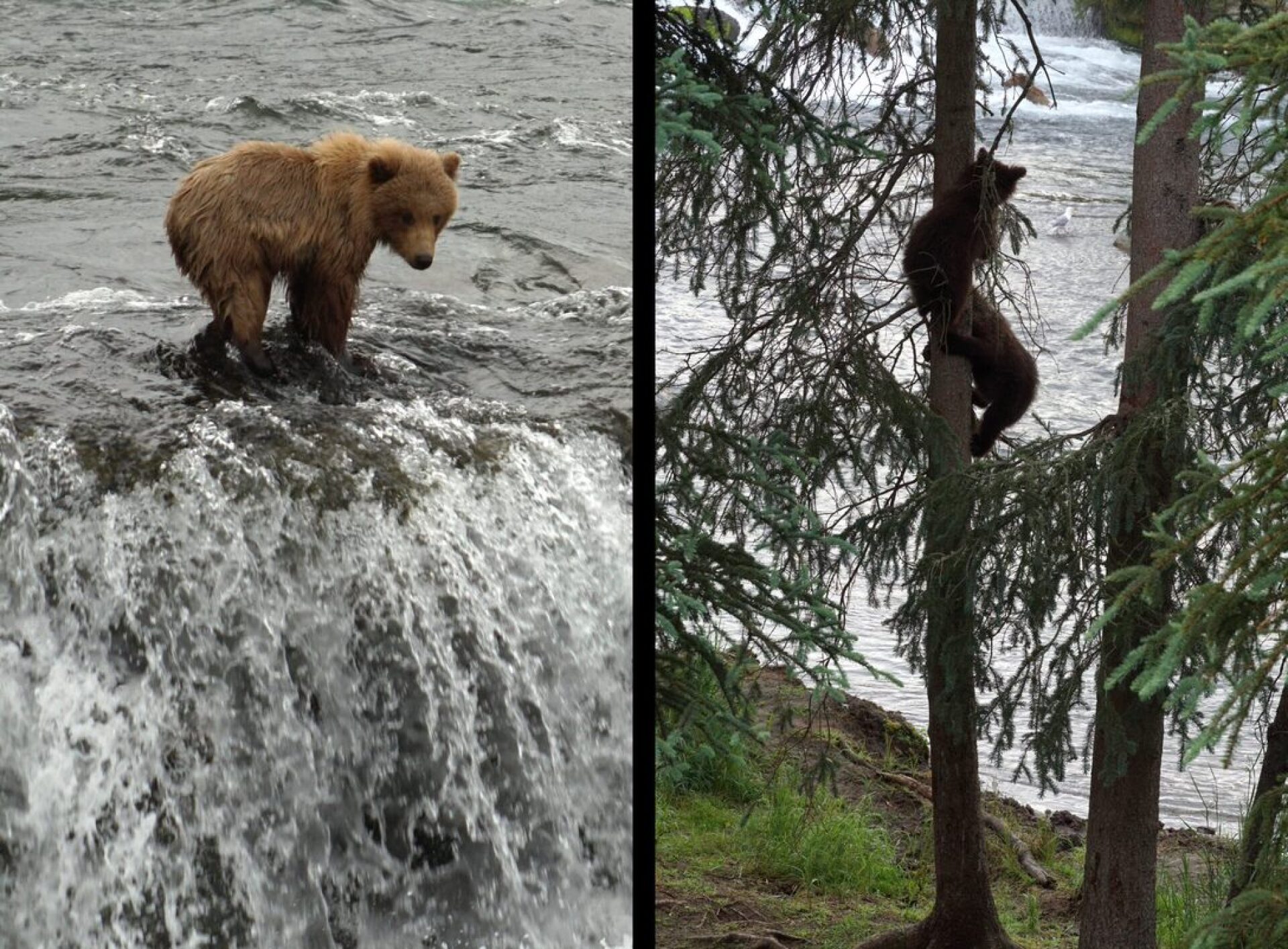 Τα αρκουδάκια είναι από μικρά πολύ ευέλικτα, και τα βρίσκεις στα πιο απίθανα σημεία: από το χείλος του καταρράκτη μέχρι ψηλά στα δέντρα. (Φωτ.:Κ. Βεζυργιάννη - Ν. Μολφέτας).