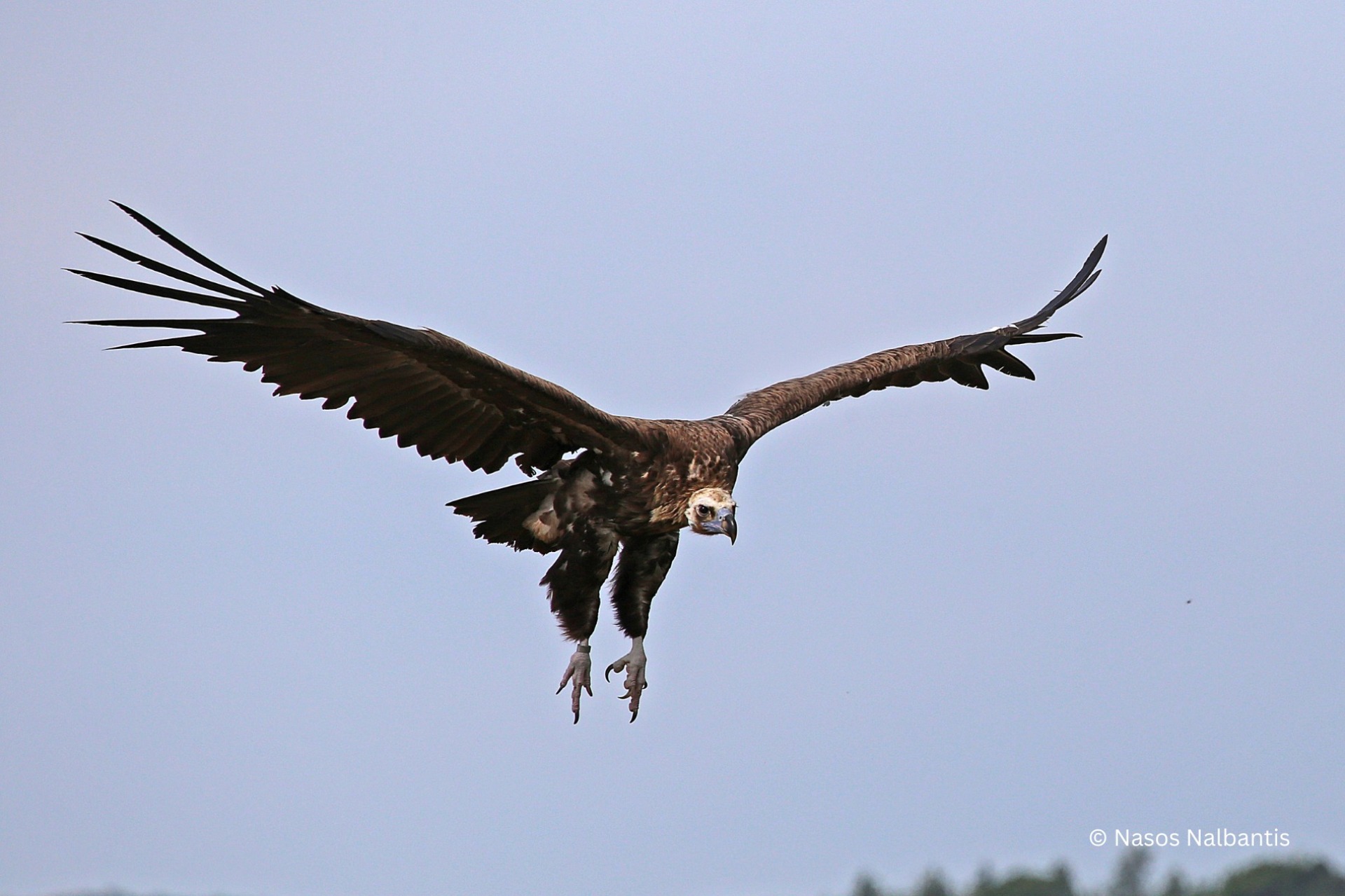 Τι θα απογίνουν οι μαυρόγυπες του Δάσους της Δαδιάς;