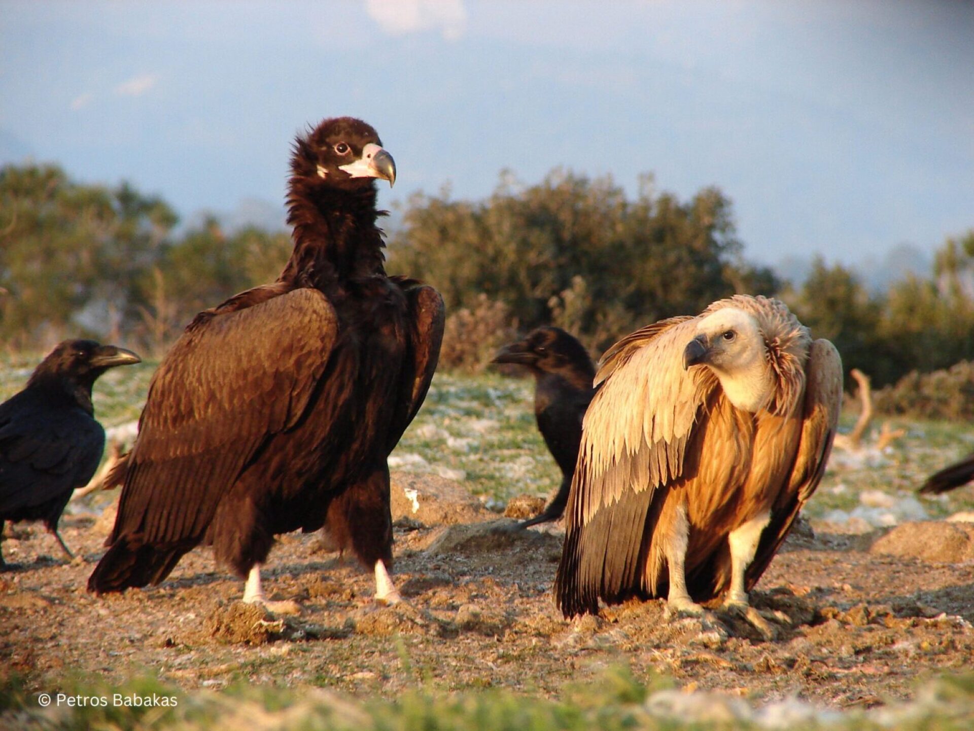 Μαυρόγυπας στο δάσος της Δαδιάς