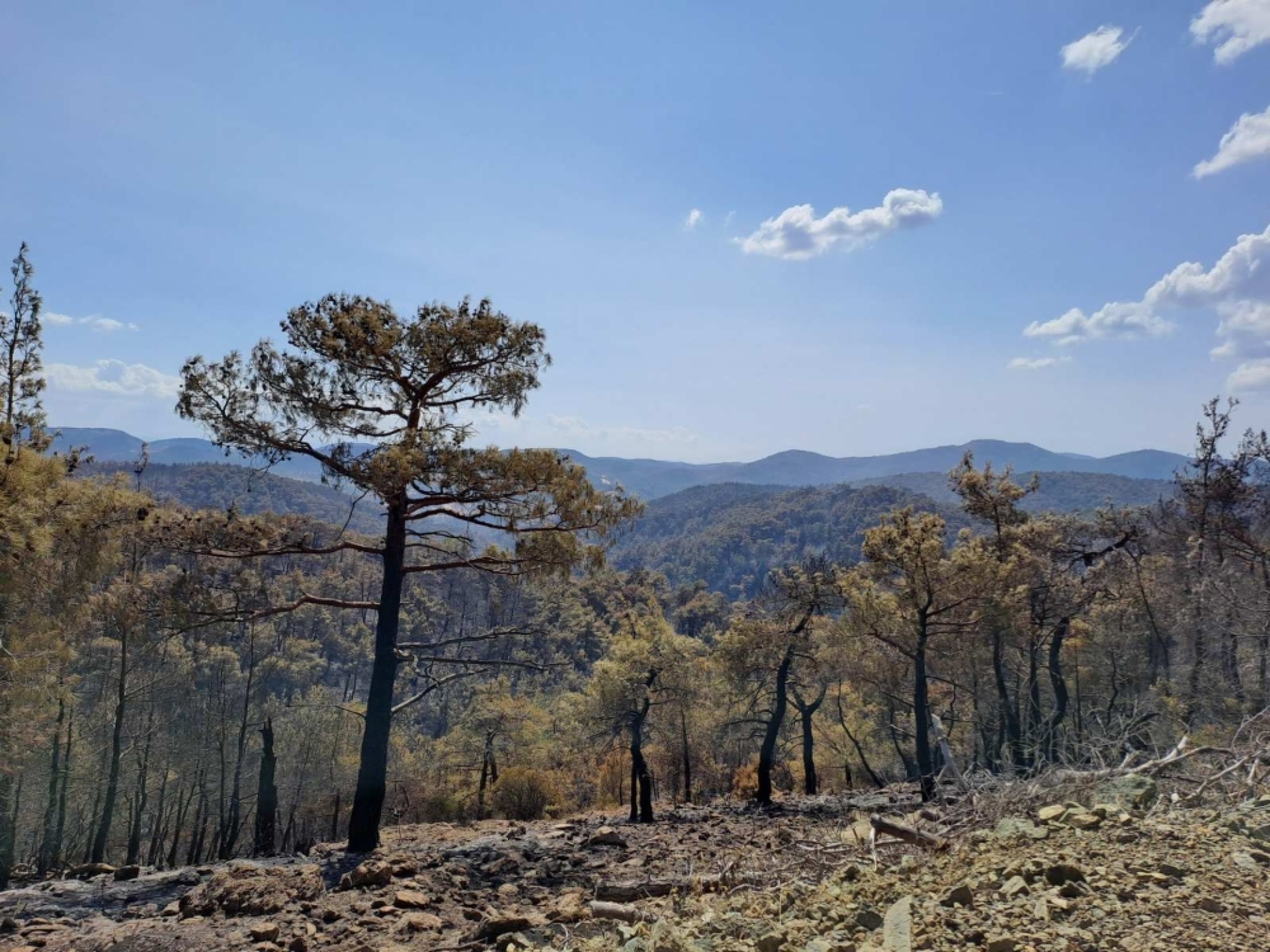 Θα τα καταφέρουν οι μαυρόγυπες;  Μας απάντησαν στην Εταιρεία Προστασίας Βιοποικιλότητας Θράκης