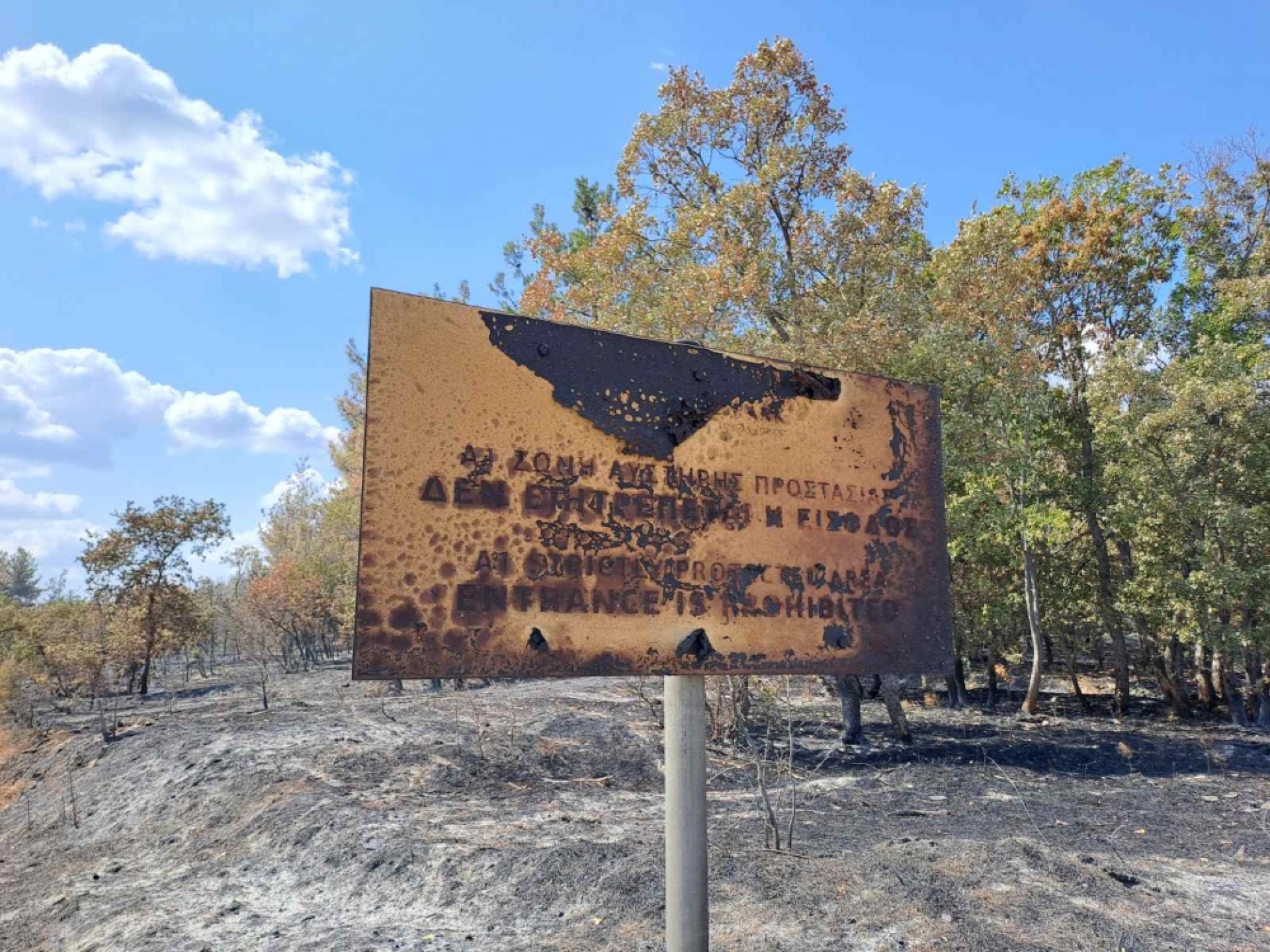 Θα τα καταφέρουν οι μαυρόγυπες;  Μας απάντησαν στην Εταιρεία Προστασίας Βιοποικιλότητας Θράκης