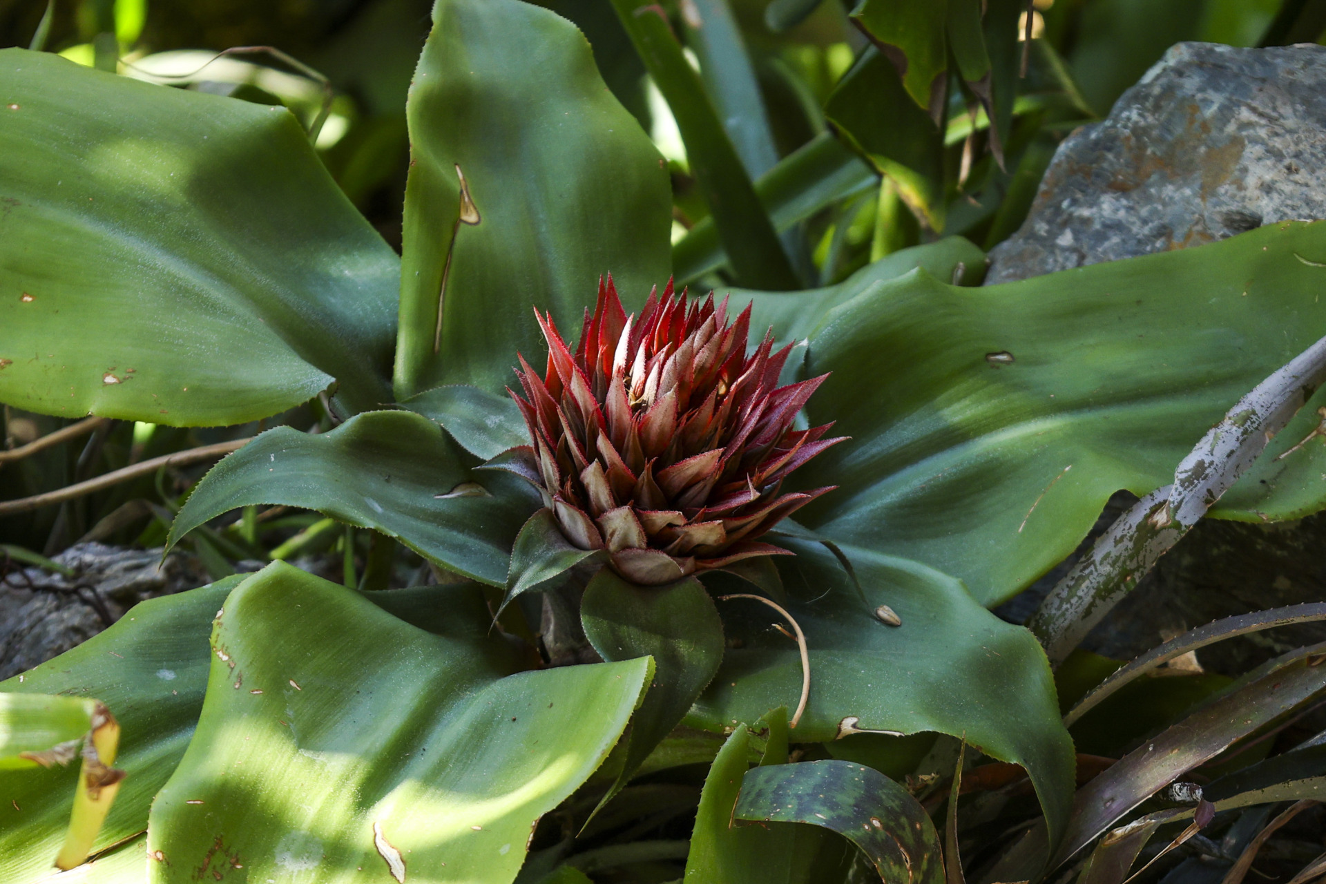Τροπικός κήπος