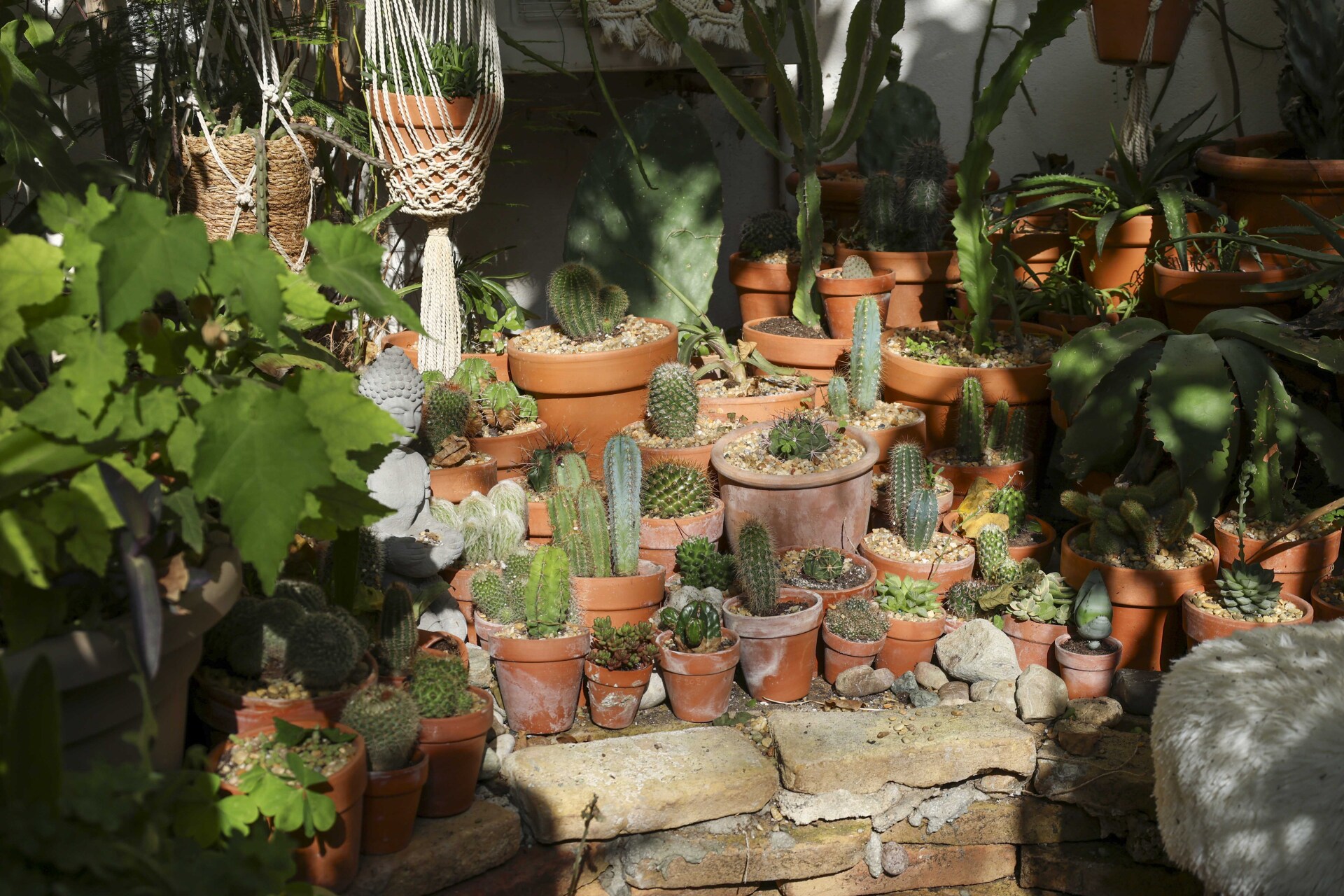 Kάκτοι σε τροπικό κήπο στη Νέα Σμύρνη