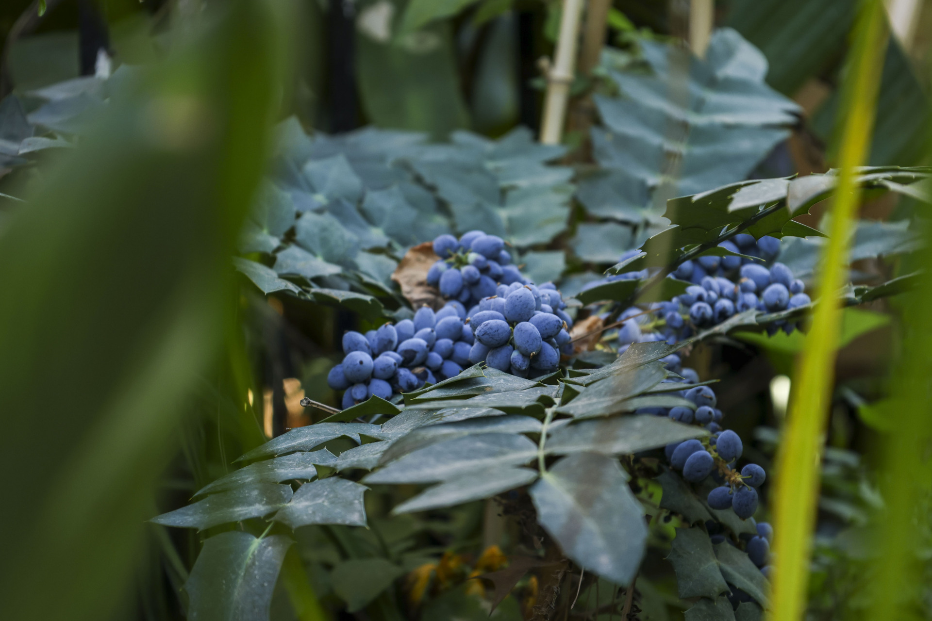 Τροπικός κήπος