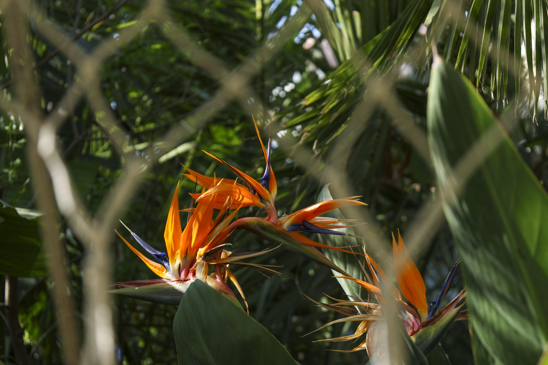 Φυτό σε τροπικό κήπο στη Νέα Σμύρνη