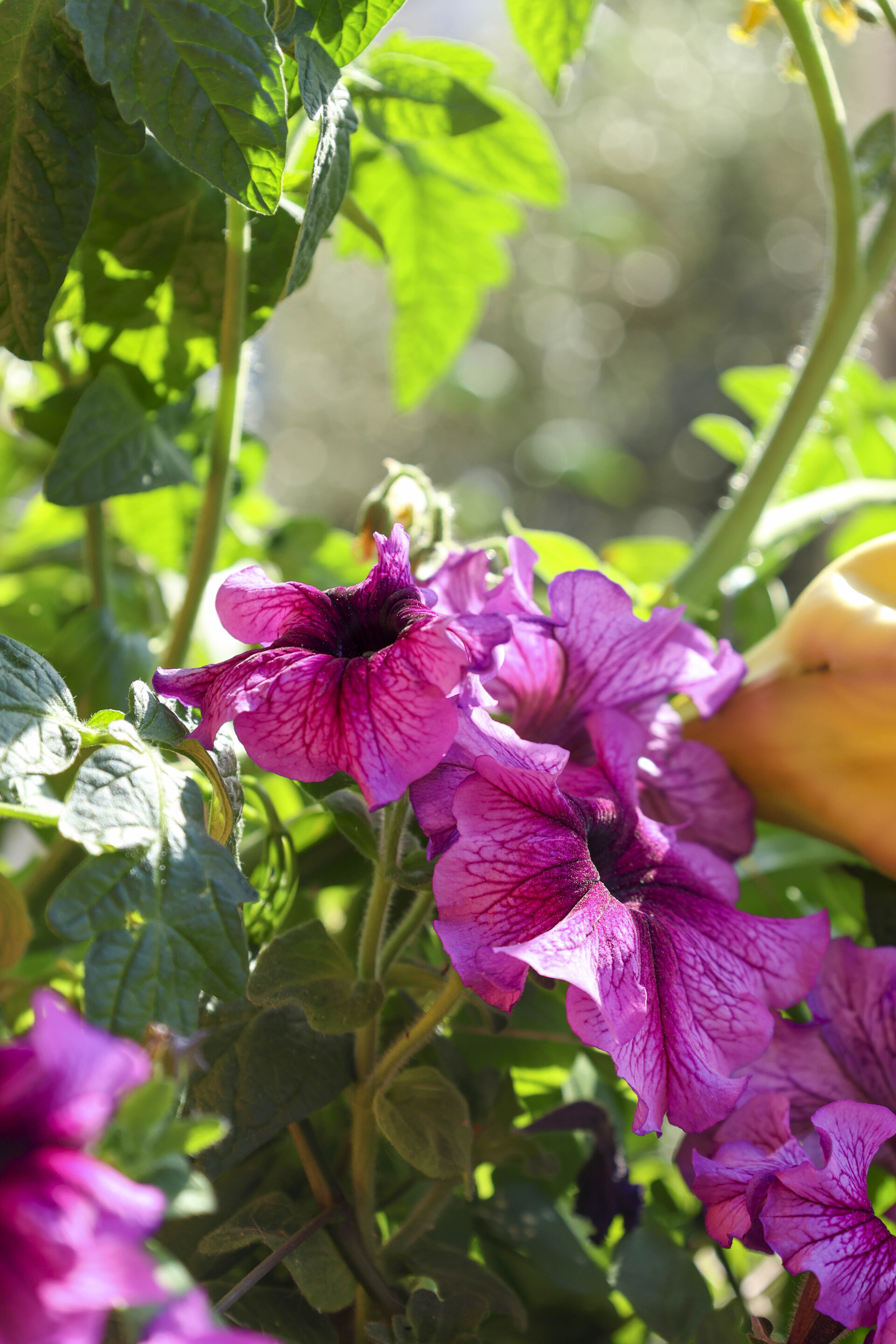 Φυτό σε τροπικό κήπο στη Νέα Σμύρνη