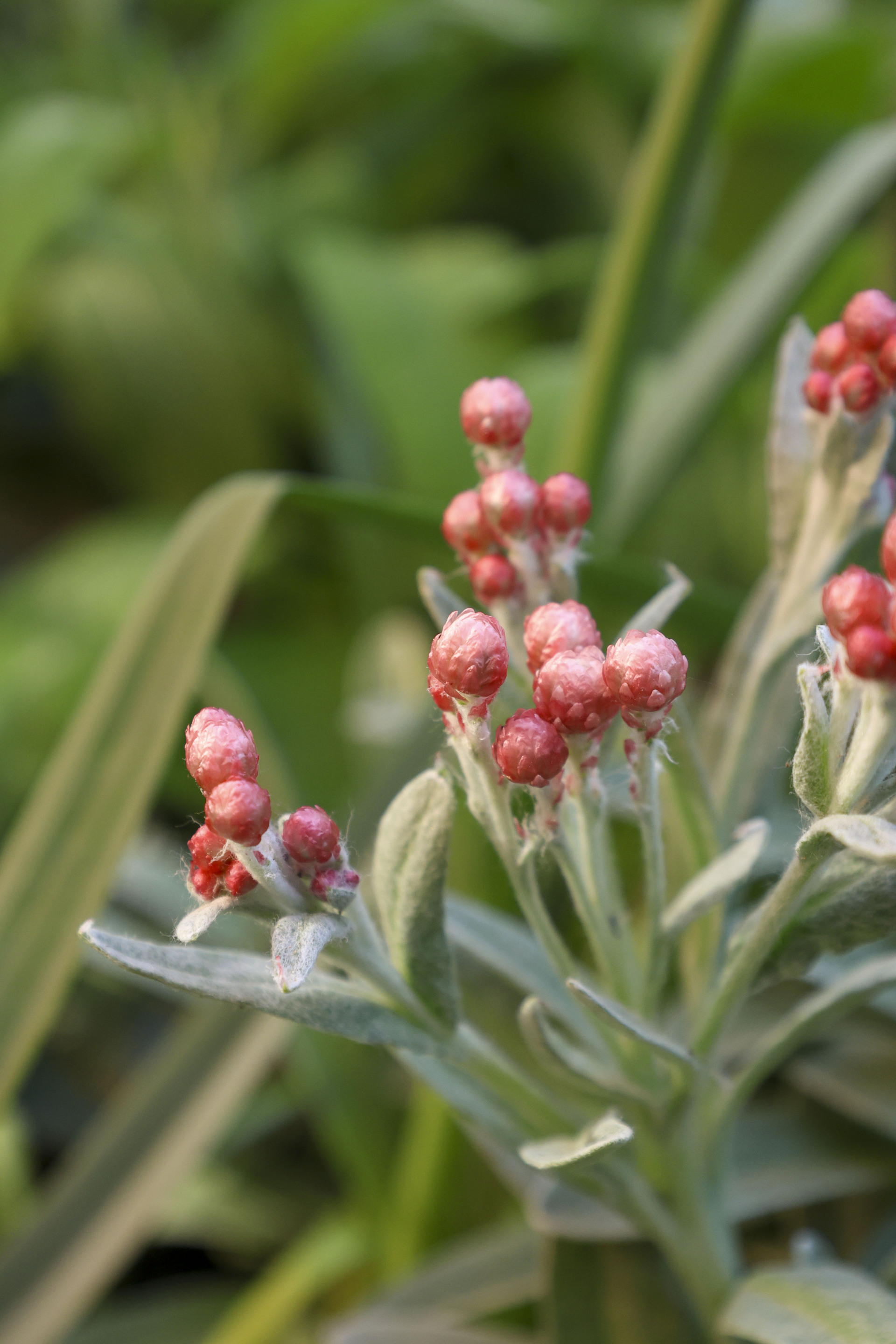 Φυτό σε τροπικό κήπο στη Νέα Σμύρνη
