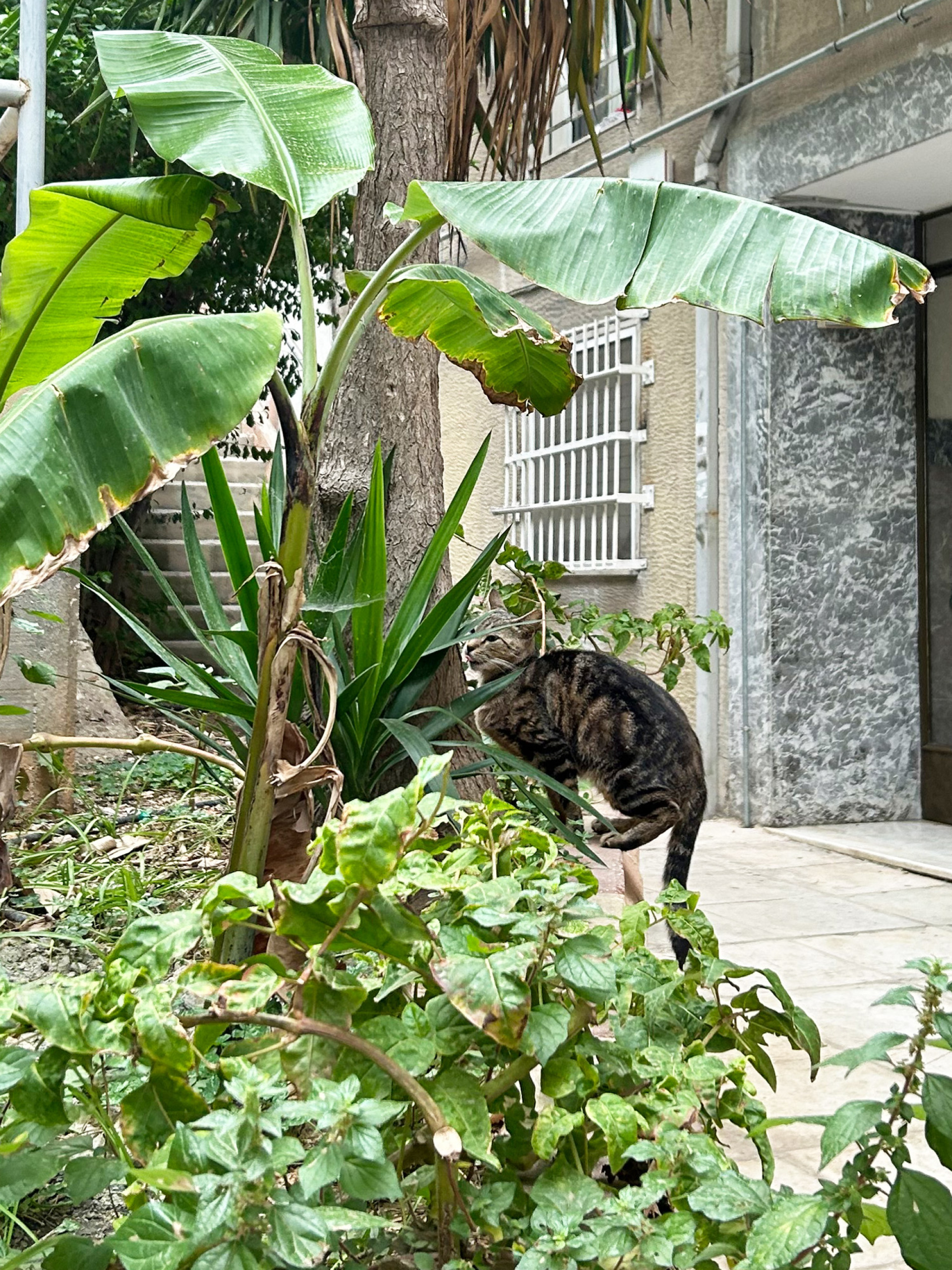 Οι γάτες της Αθήνας