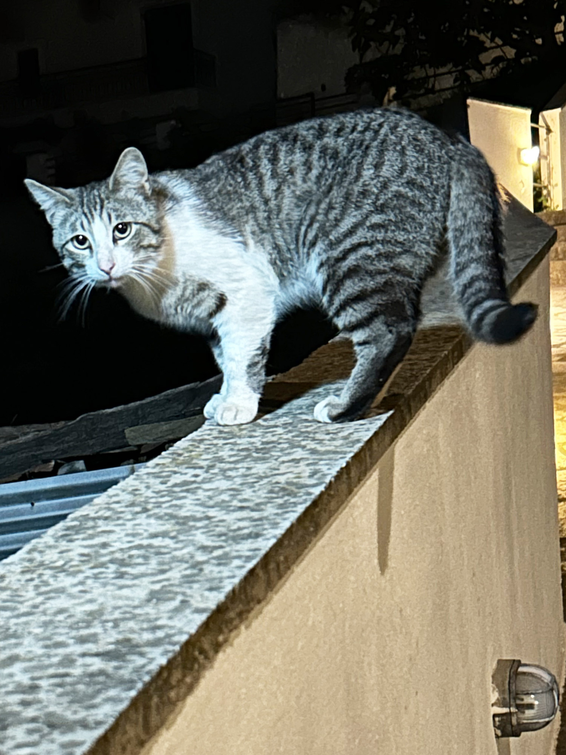 Οι γάτες της Αθήνας