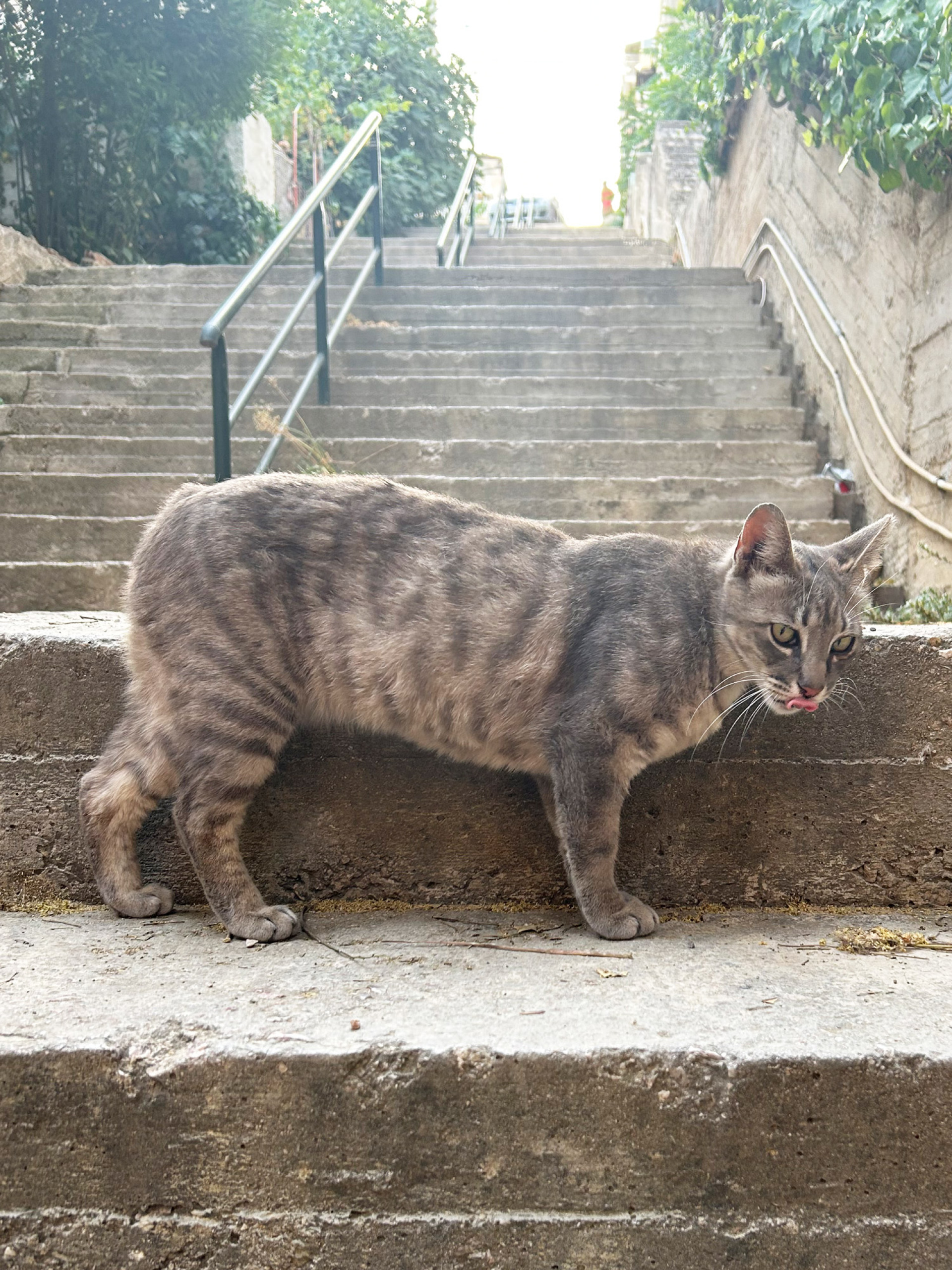 Οι γάτες της Αθήνας