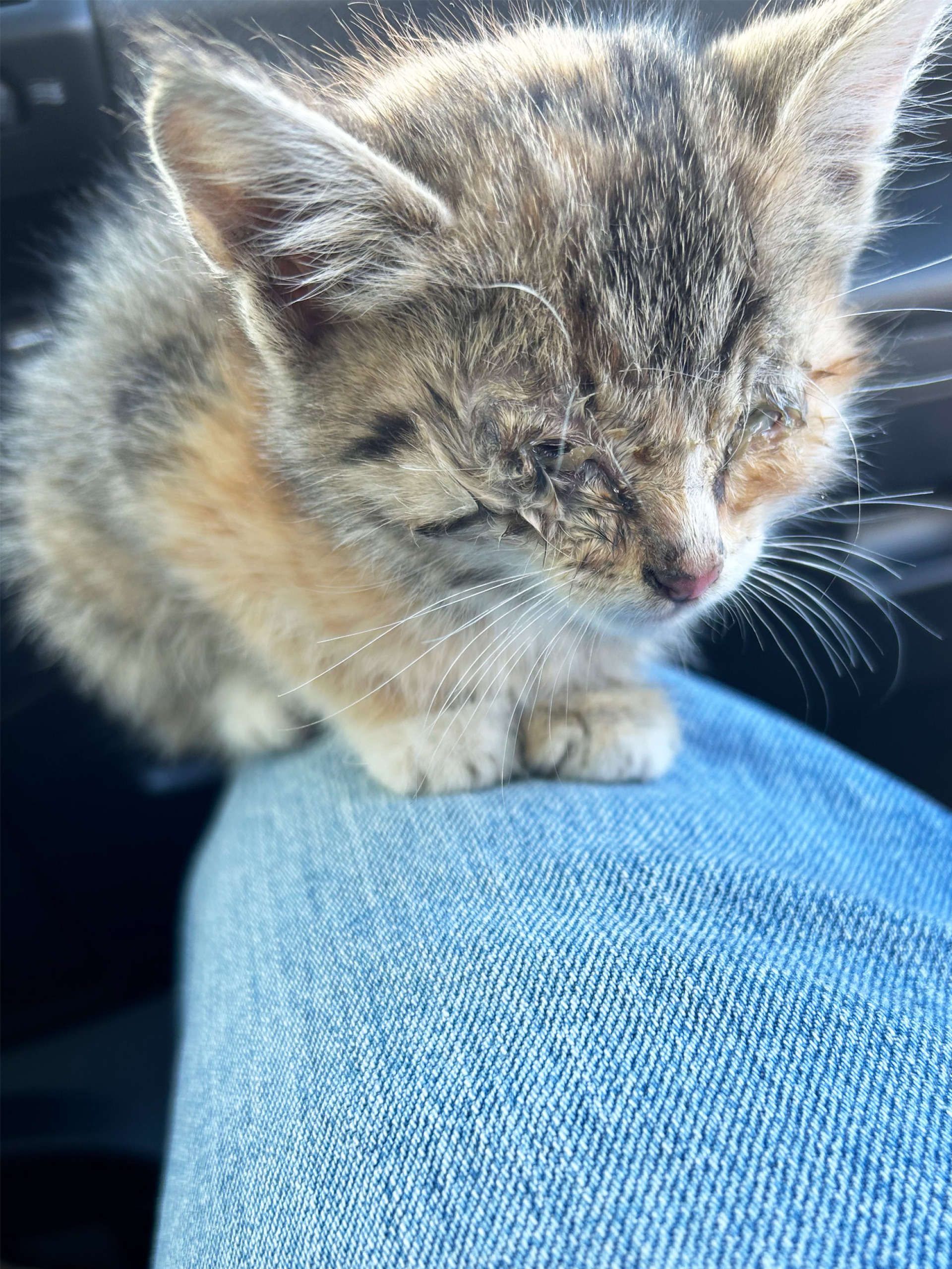 Οι γάτες της Αθήνας