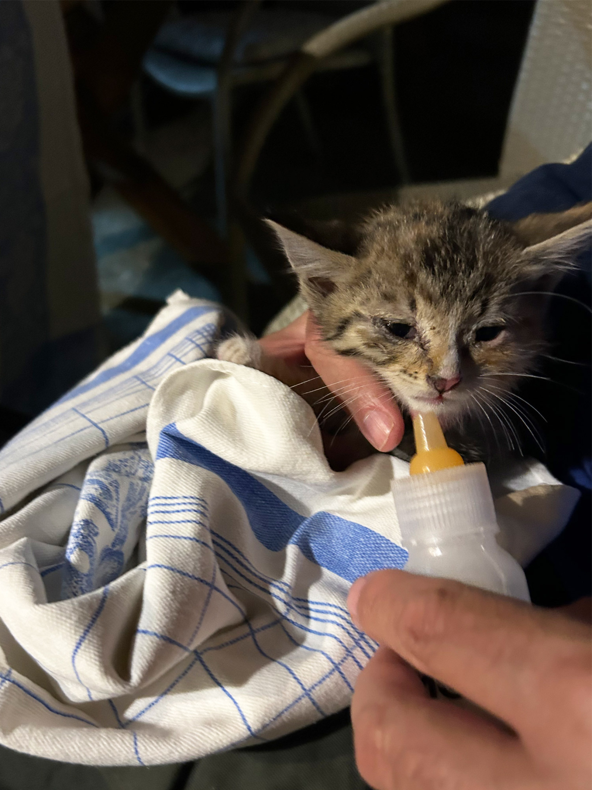 Οι γάτες της Αθήνας