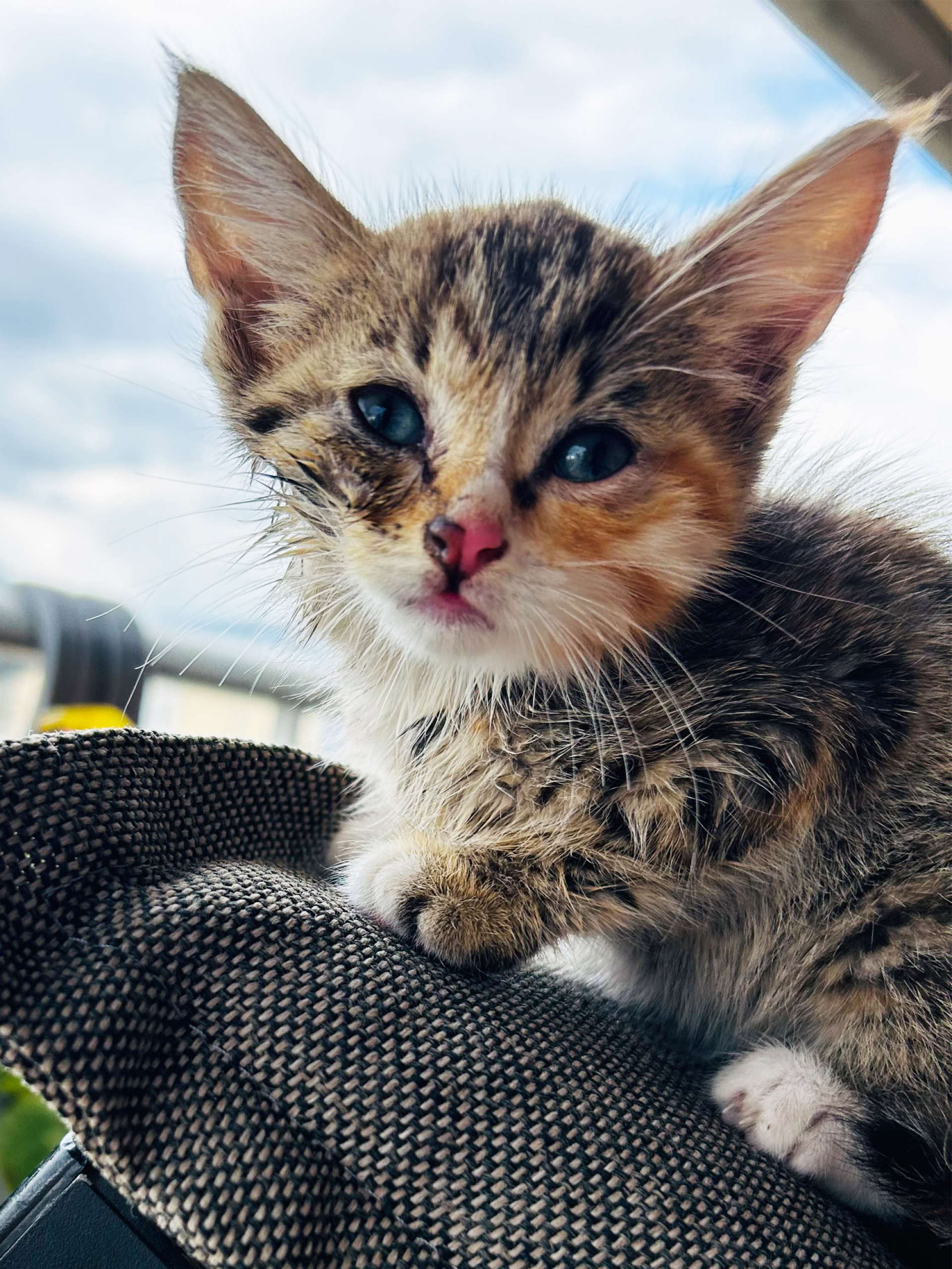 Οι γάτες της Αθήνας