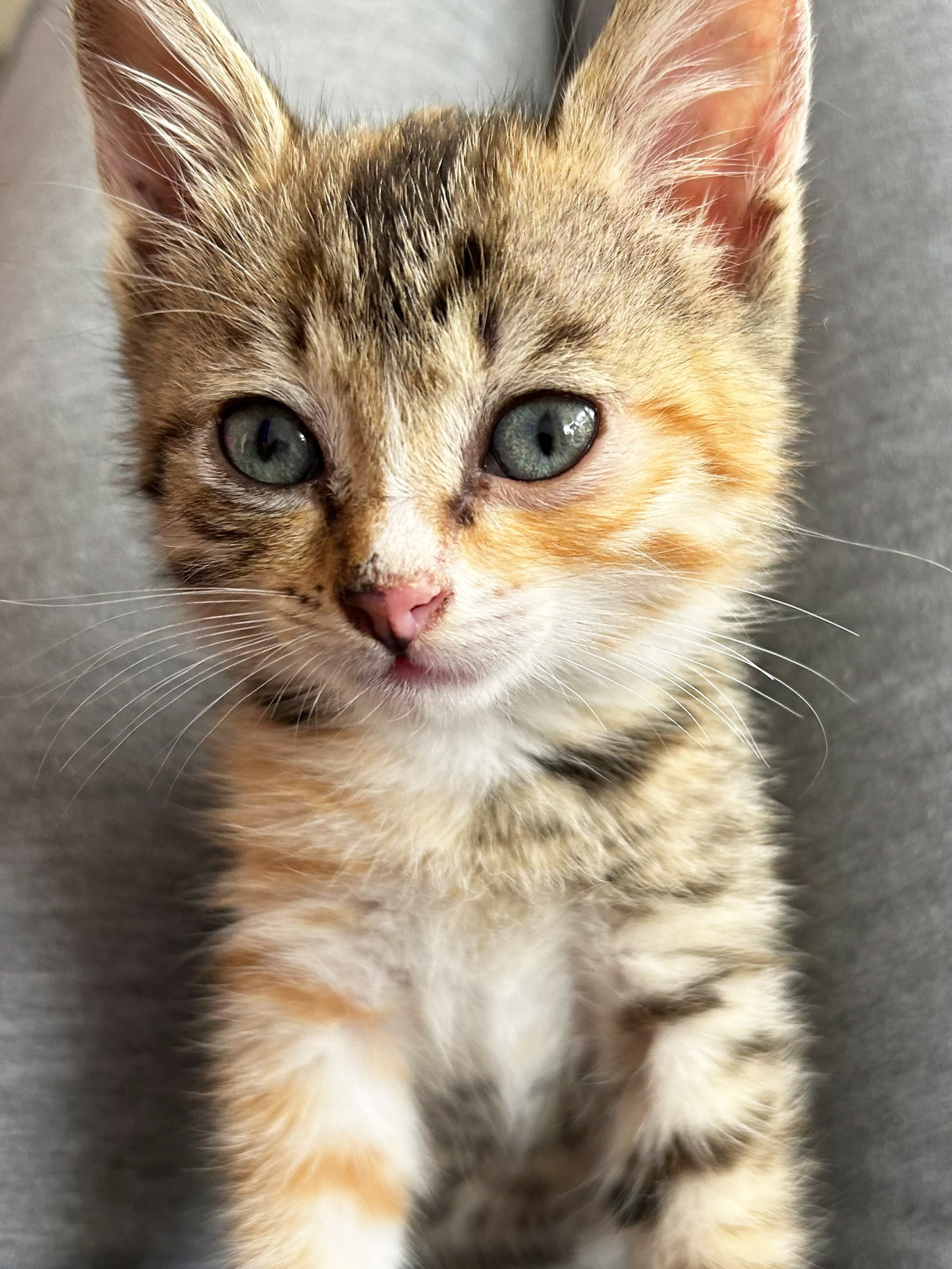 Οι γάτες της Αθήνας