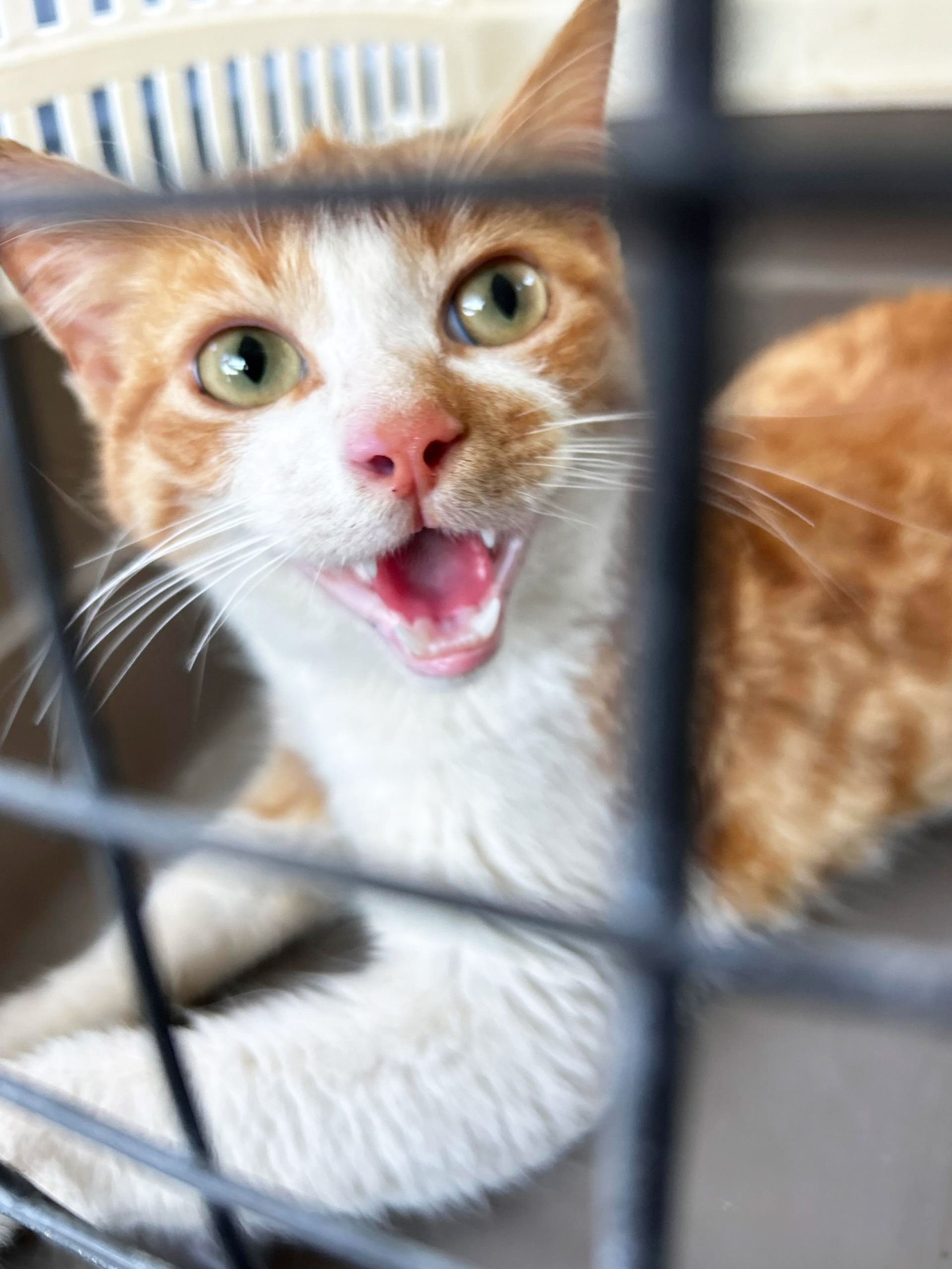 Πηγαίνοντας αδέσποτη γάτα στον κτηνίατρο για στείρωση