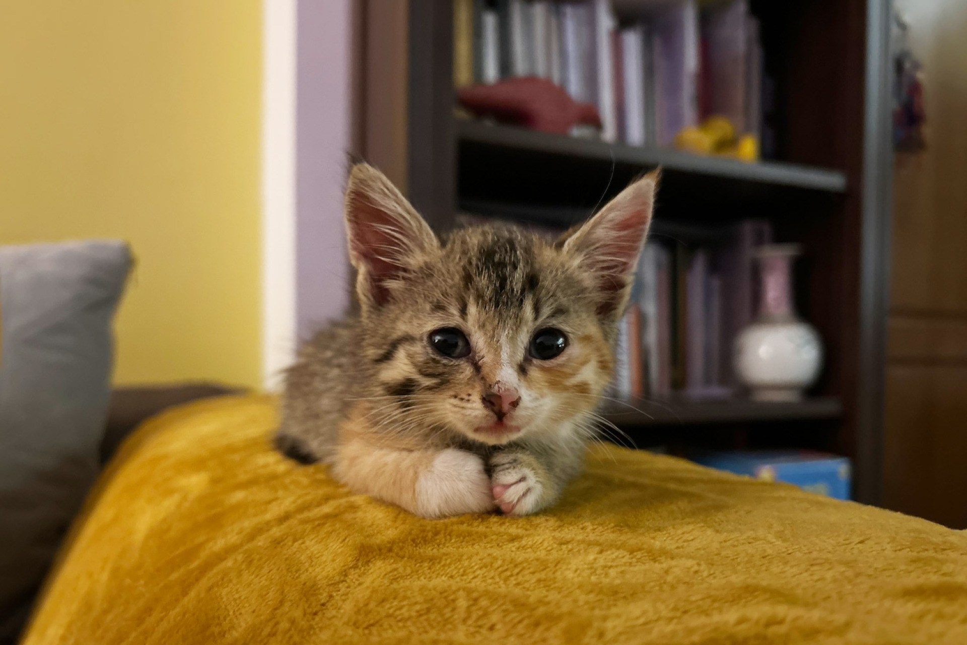 Οι γάτες της Αθήνας