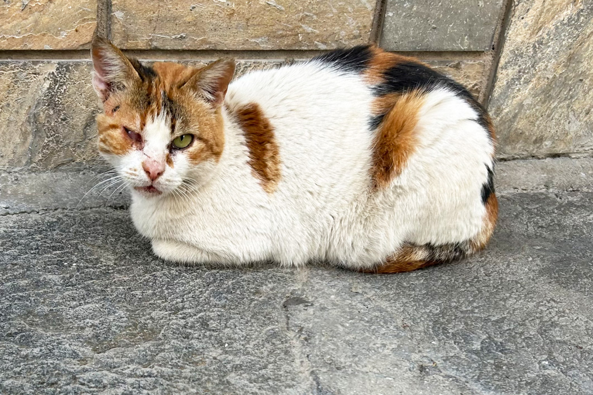 Αστείρωτες γάτες σημαίνει βαριά άρρωστες