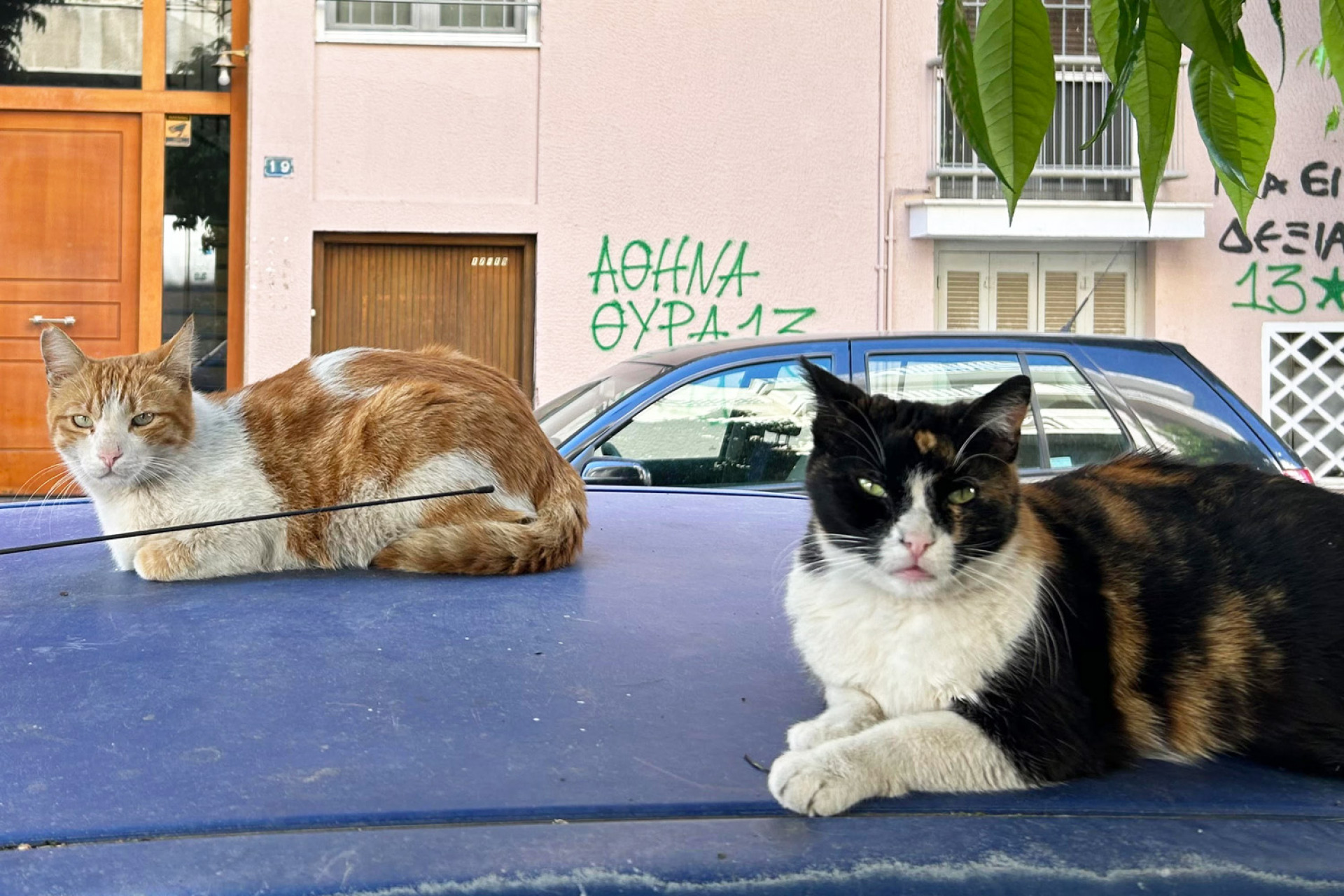 Αδέσποτες γάτες 