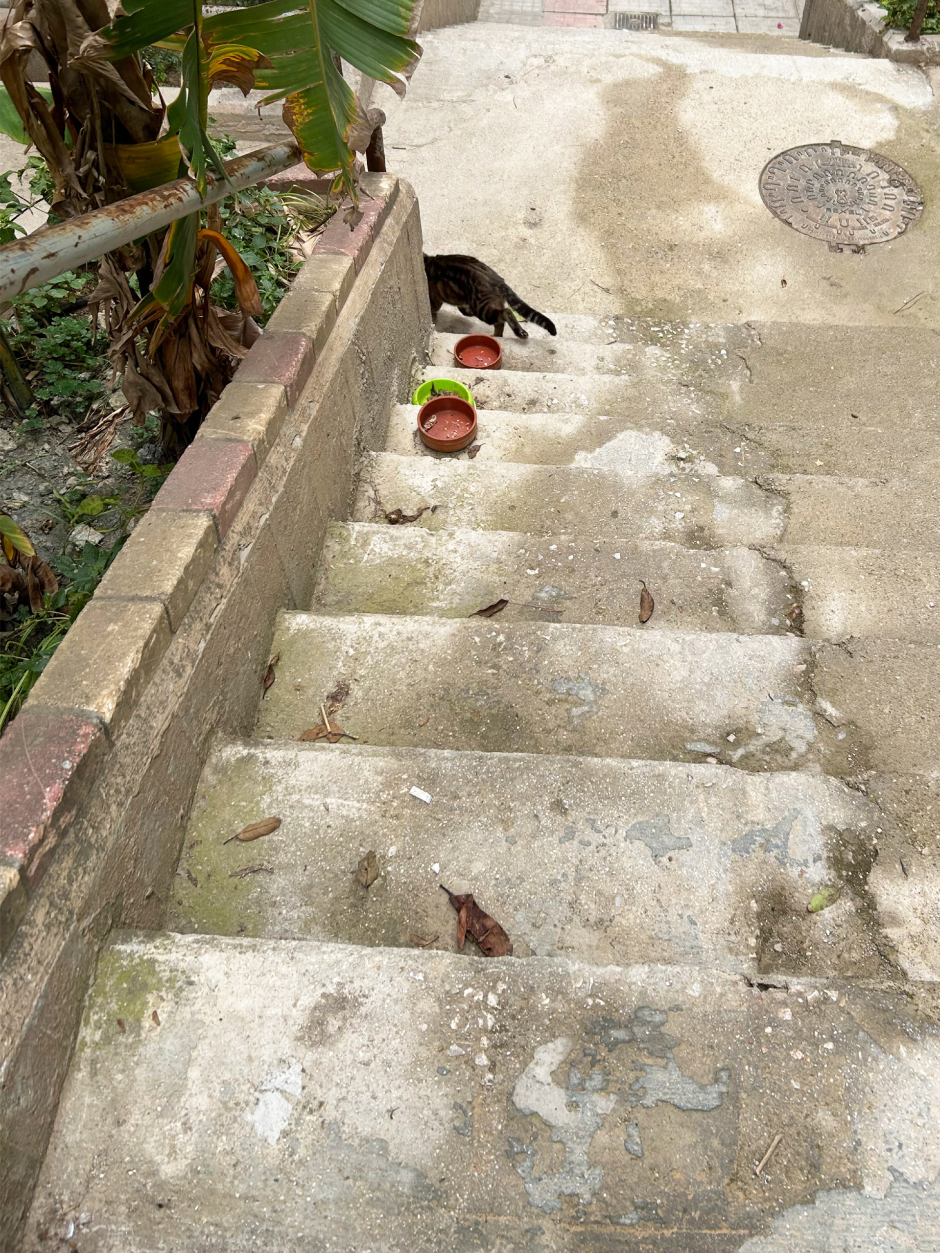 Οι γάτες της Αθήνας