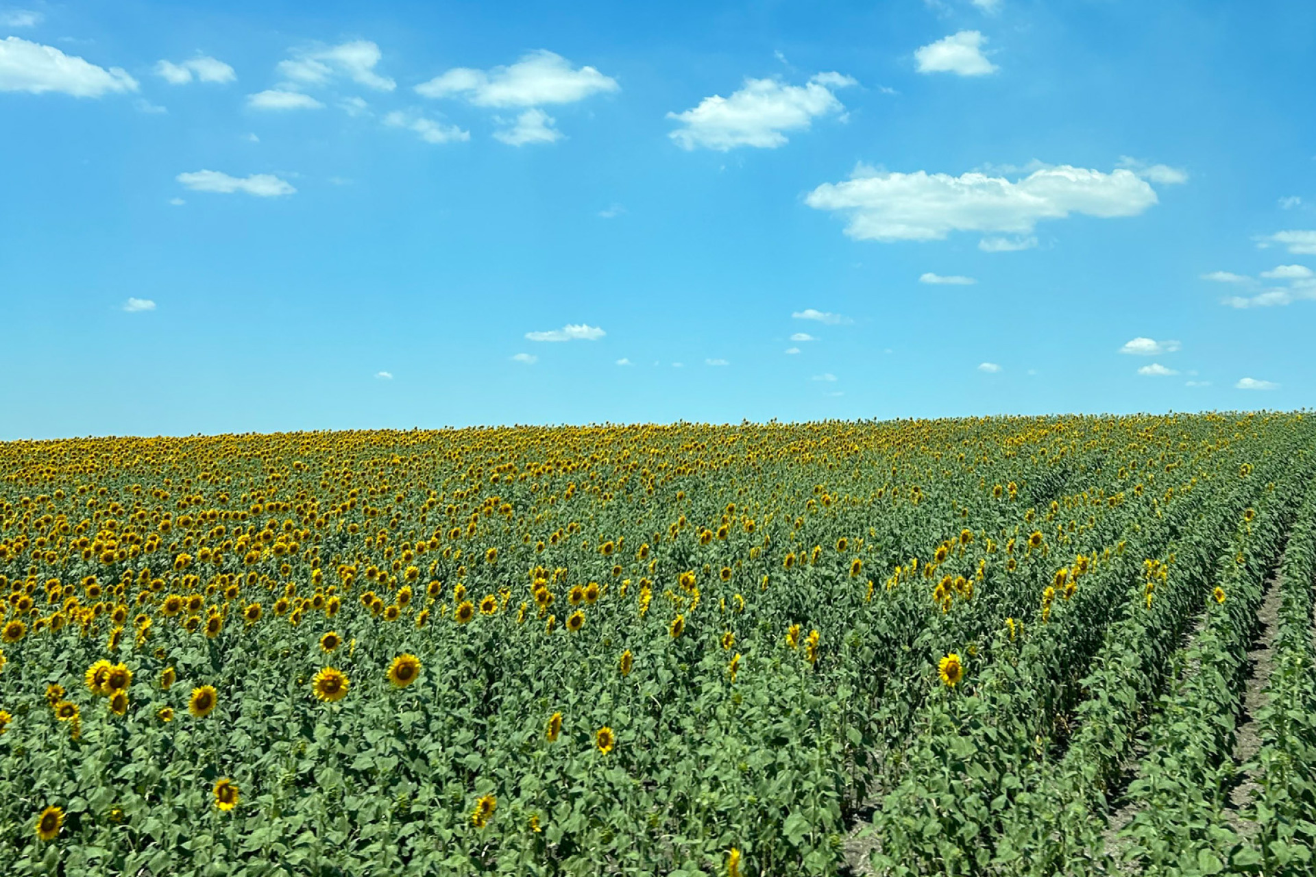 Απέραντες εκτάσεις με ηλιοτρόπια