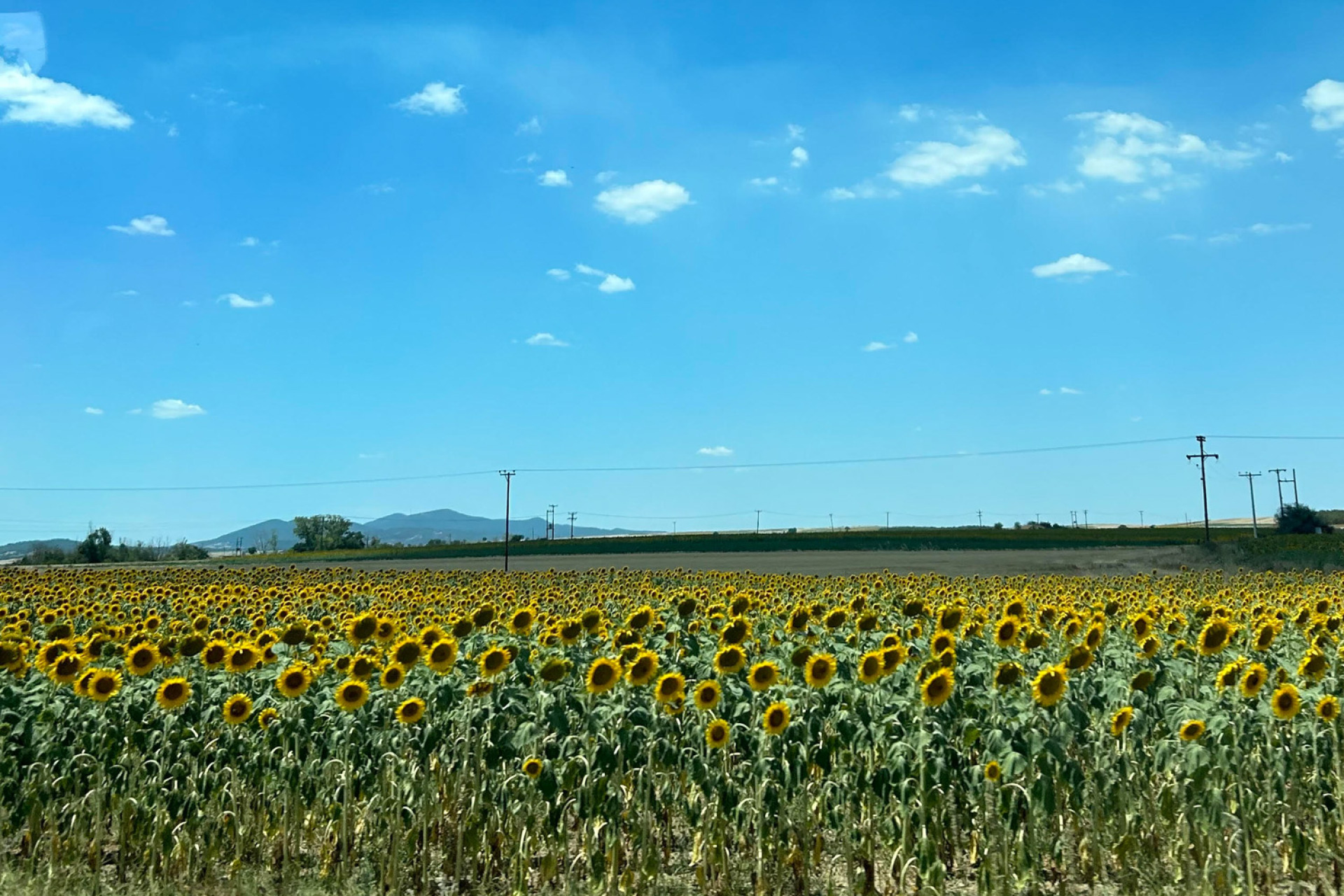 Απέραντες εκτάσεις με ηλιοτρόπια