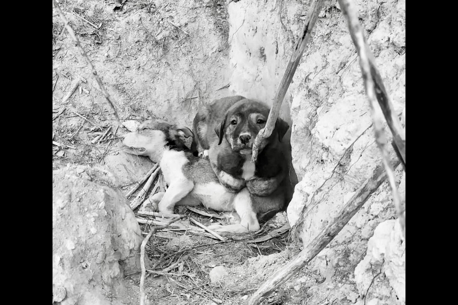 Μια σκυλίτσα με το νεκρό κουτάβι της. Πεθαμένα και ζωντανά σκυλιά το ένα πλάι στο άλλο