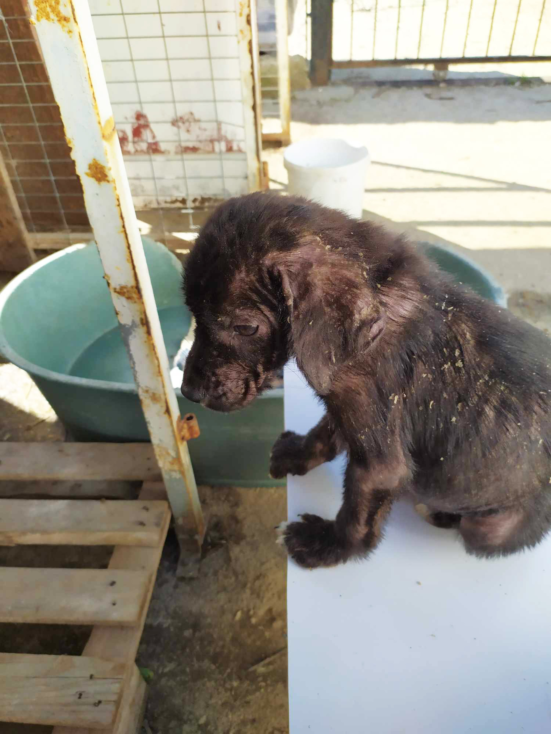 Η ιστορία των 500 σκύλων που ζουν και πεθαίνουν στη χωματερή της Ξάνθης