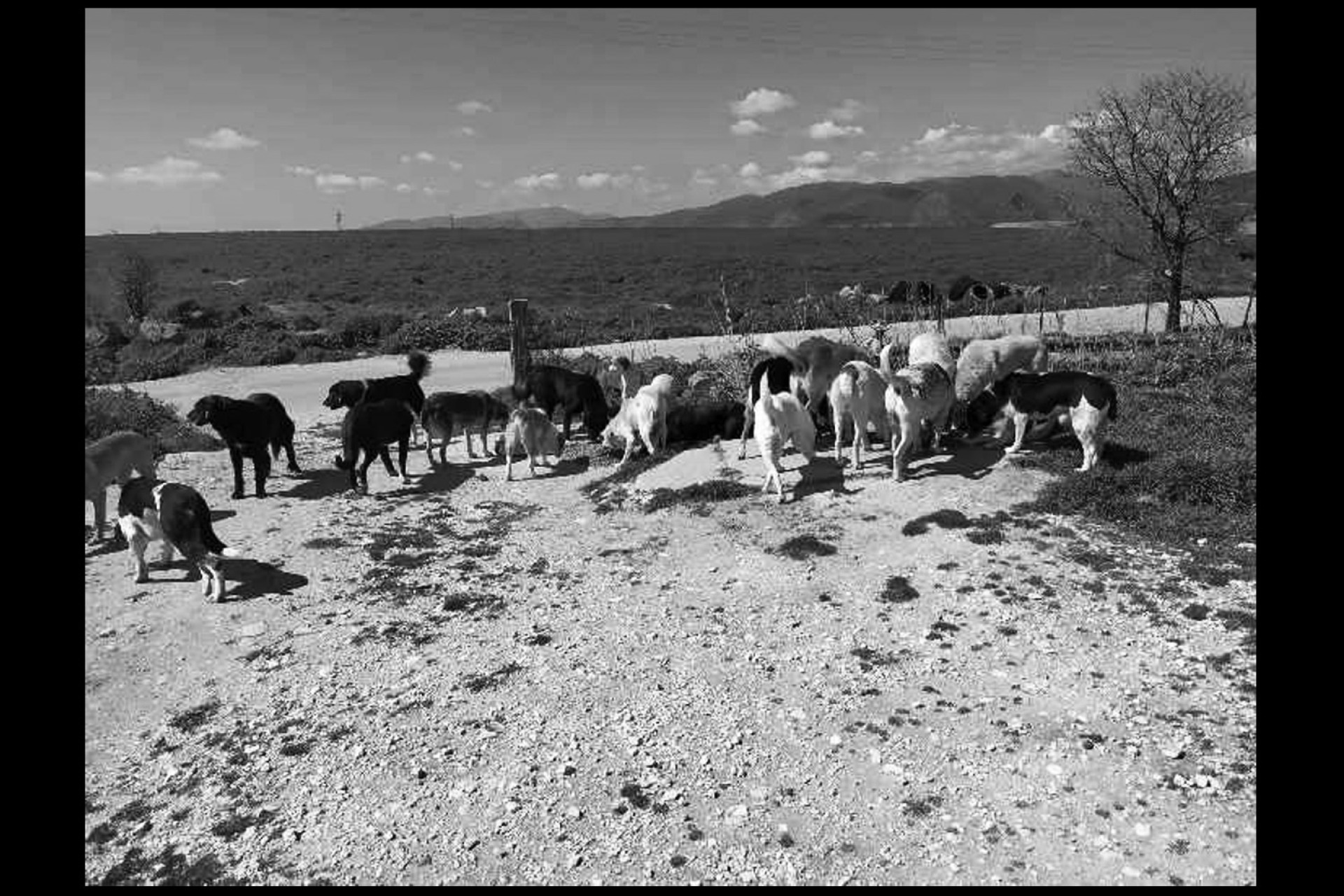 Σε δύσβατη έκταση 120 στρεμμάτων, τα σκυλιά ταΐζονται σε διάφορα σημεία