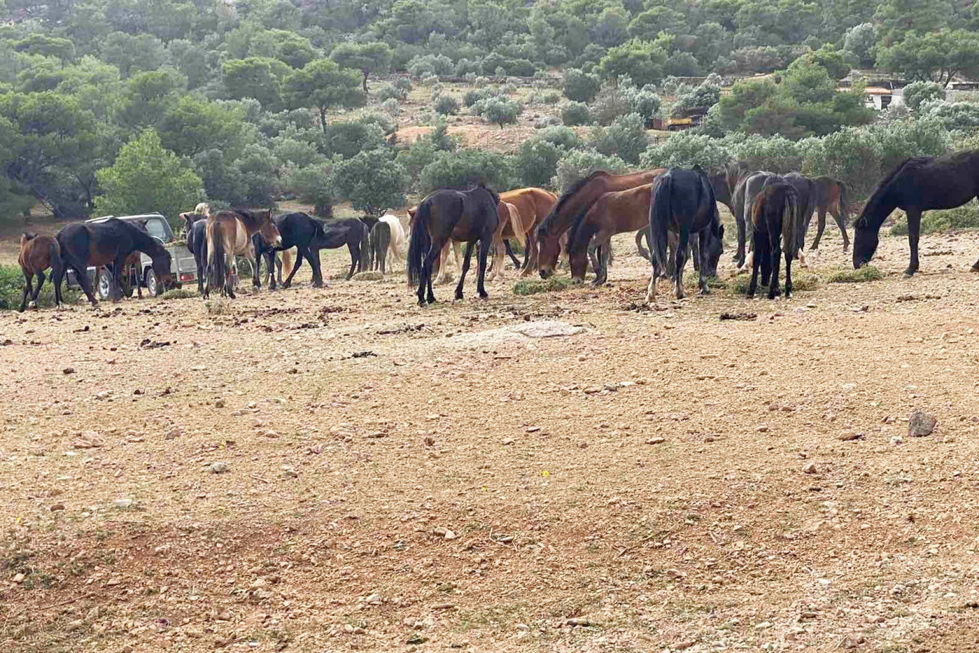 H ιστορία των 100 αδέσποτων αλόγων του Υμηττού